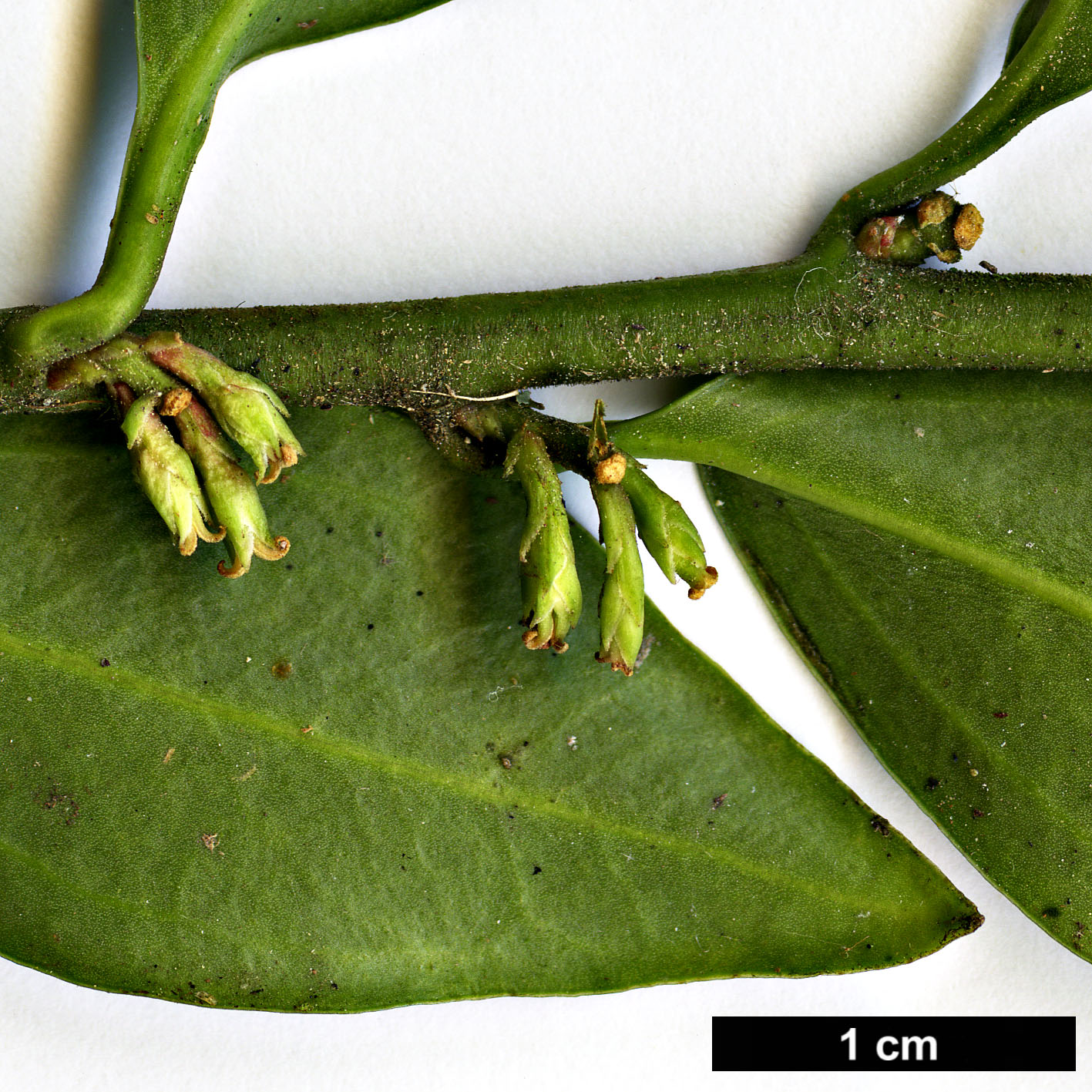 High resolution image: Family: Buxaceae - Genus: Sarcococca - Taxon: ruscifolia