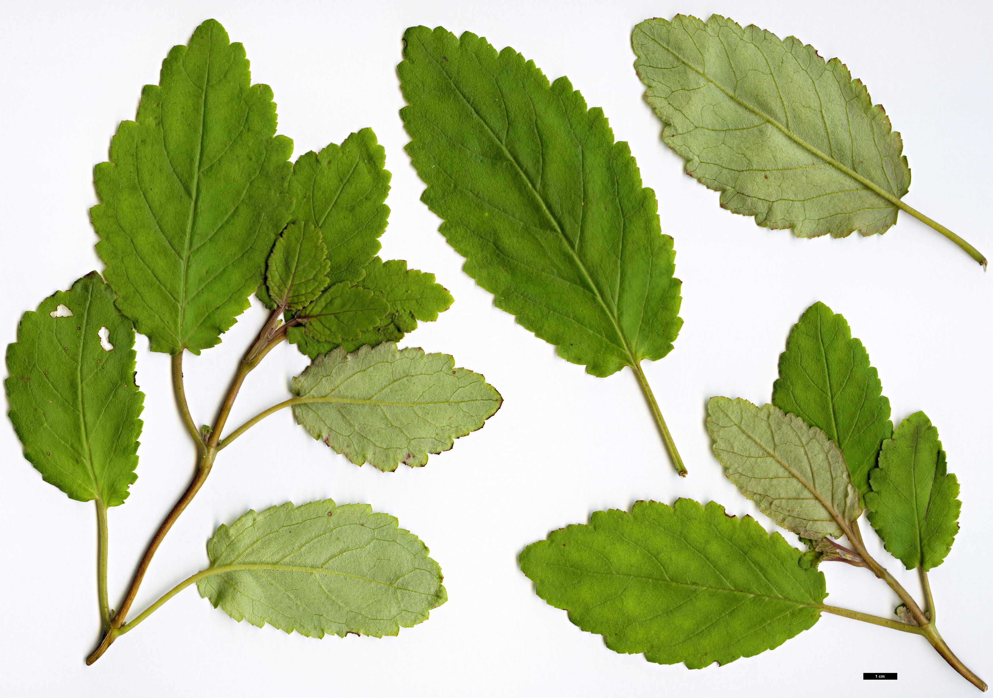 High resolution image: Family: Calceolariaceae - Genus: Jovellana - Taxon: sinclairii