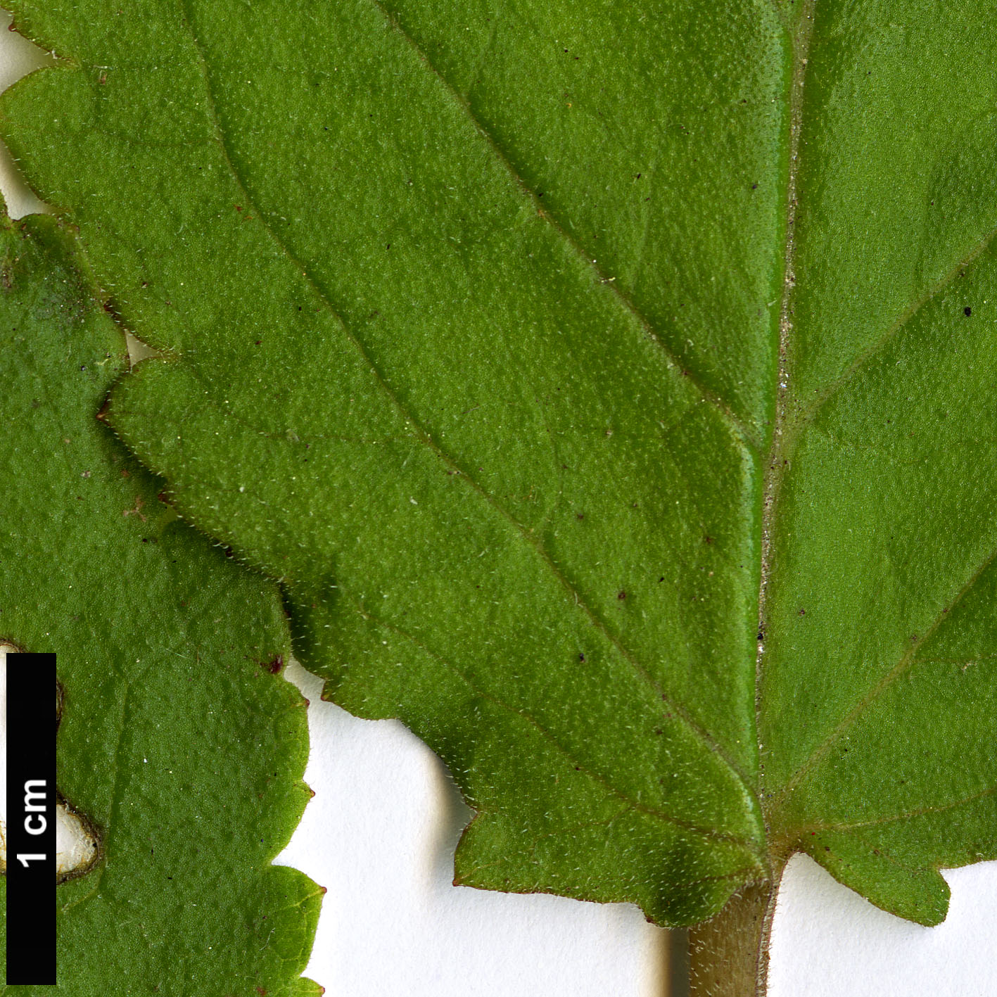 High resolution image: Family: Calceolariaceae - Genus: Jovellana - Taxon: sinclairii