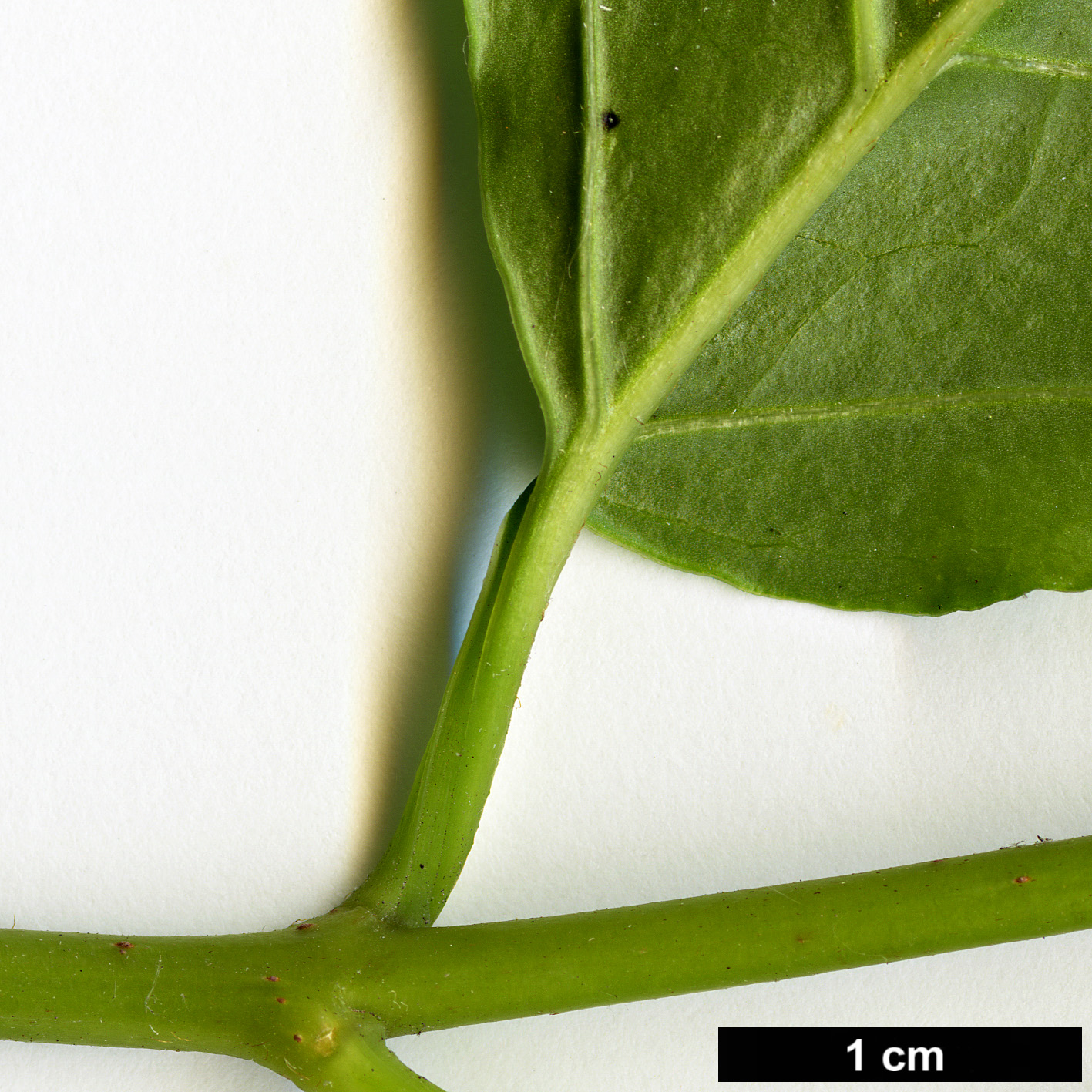 High resolution image: Family: Calycanthaceae - Genus: Calycanthus - Taxon: chinensis