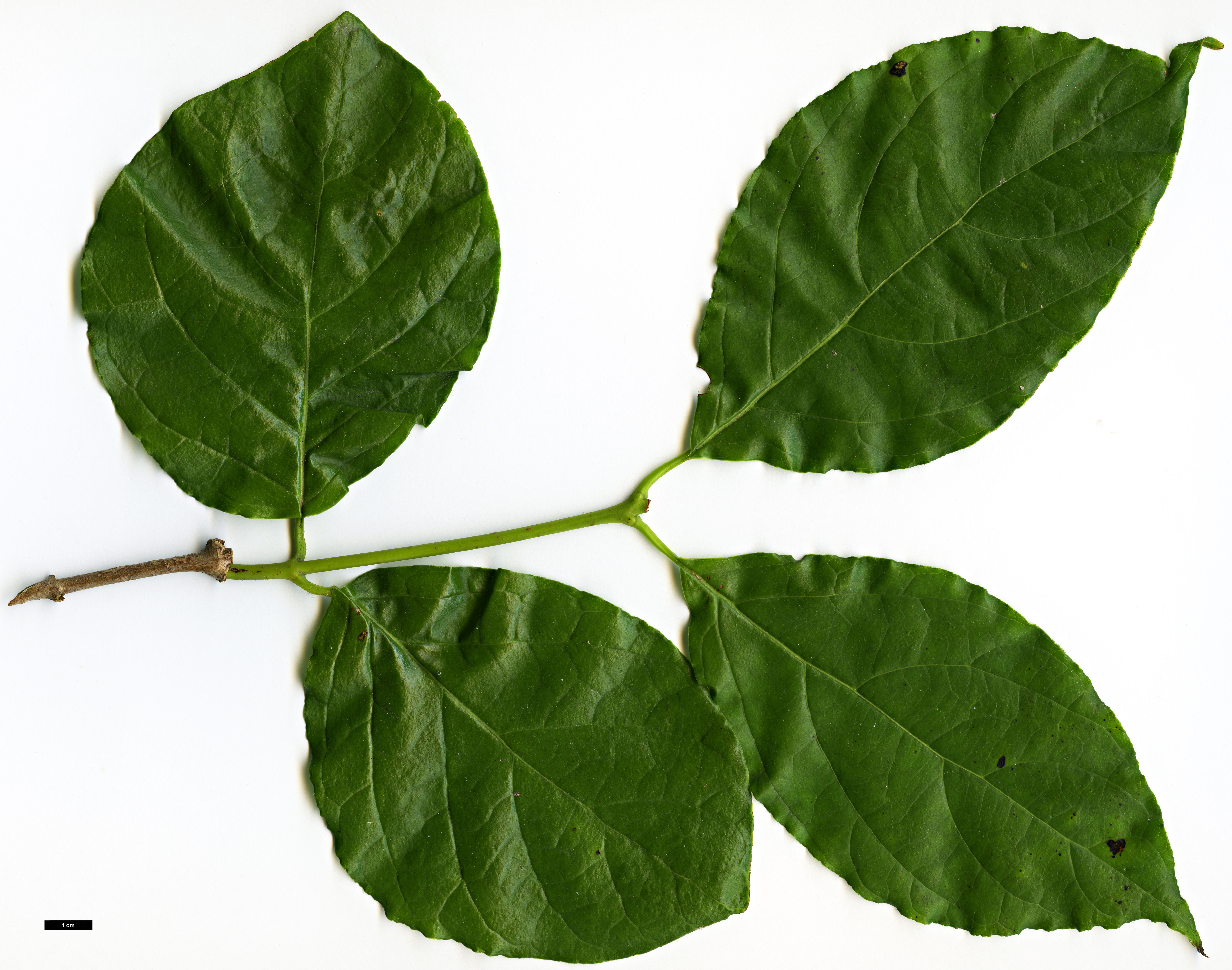 High resolution image: Family: Calycanthaceae - Genus: Calycanthus - Taxon: chinensis