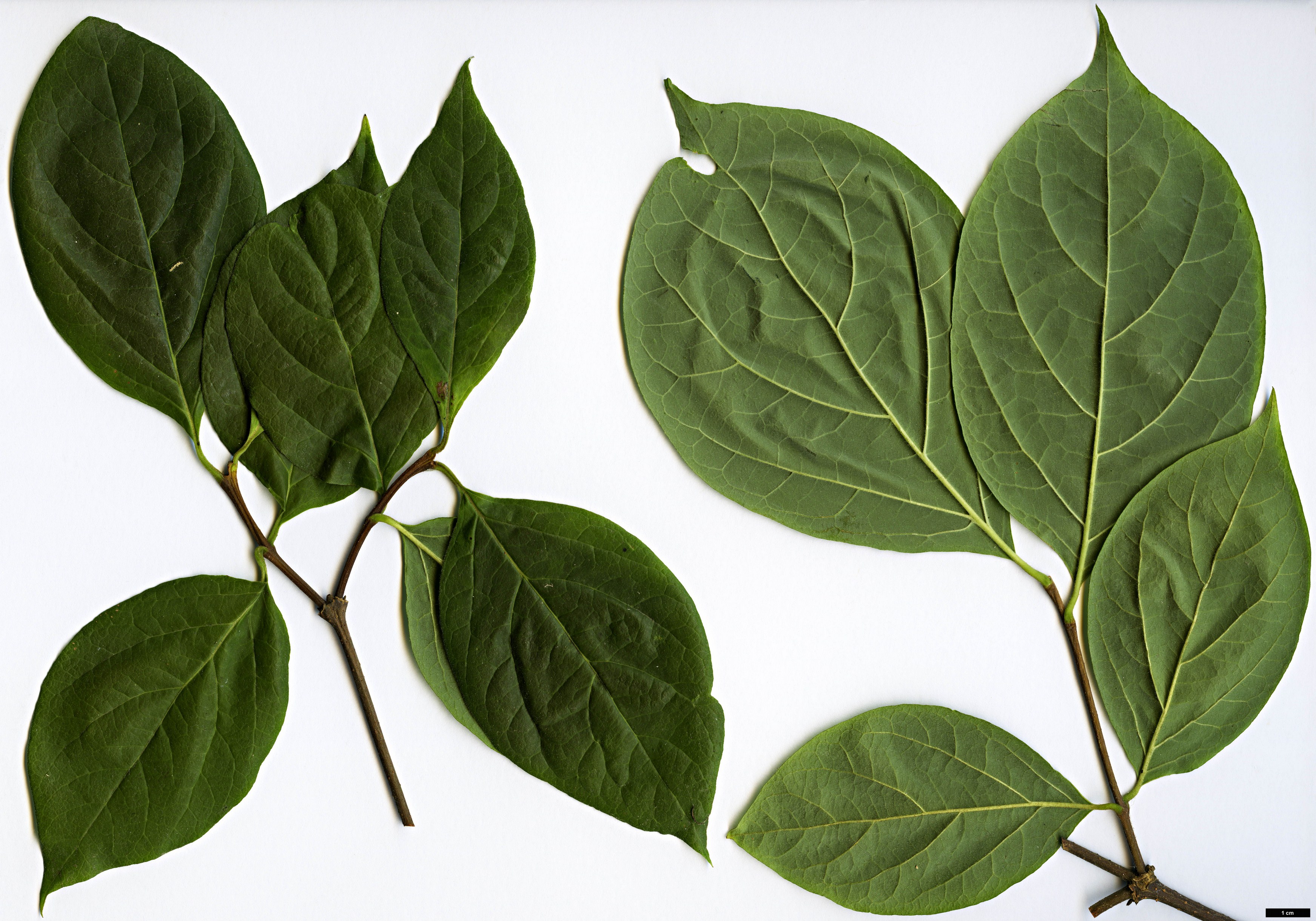 High resolution image: Family: Calycanthaceae - Genus: Calycanthus - Taxon: floridus