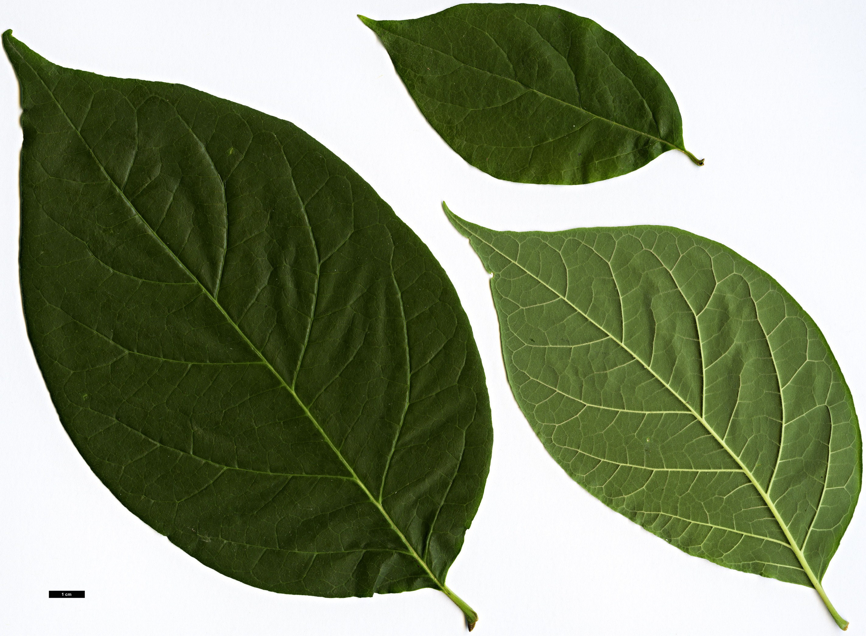 High resolution image: Family: Calycanthaceae - Genus: Calycanthus - Taxon: floridus