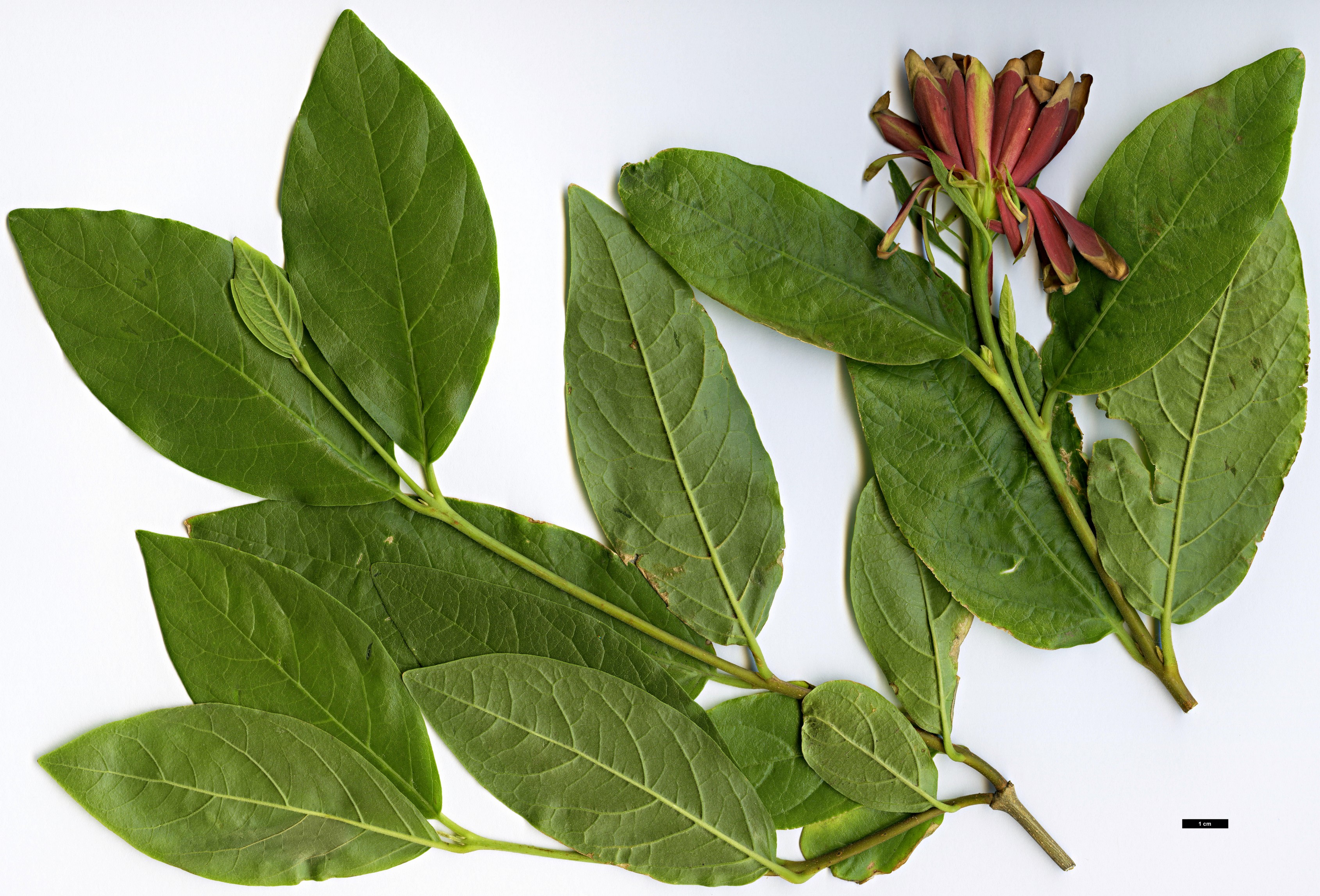 High resolution image: Family: Calycanthaceae - Genus: Calycanthus - Taxon: occidentalis