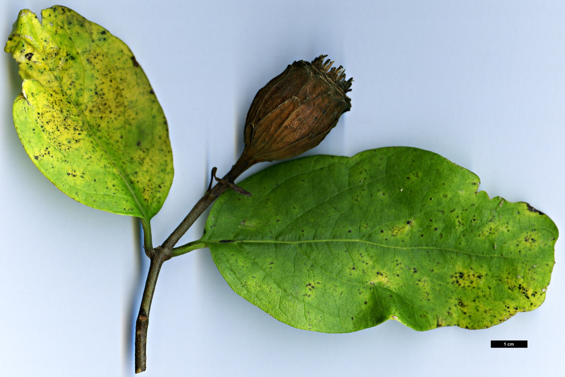 High resolution image: Family: Calycanthaceae - Genus: Calycanthus - Taxon: occidentalis