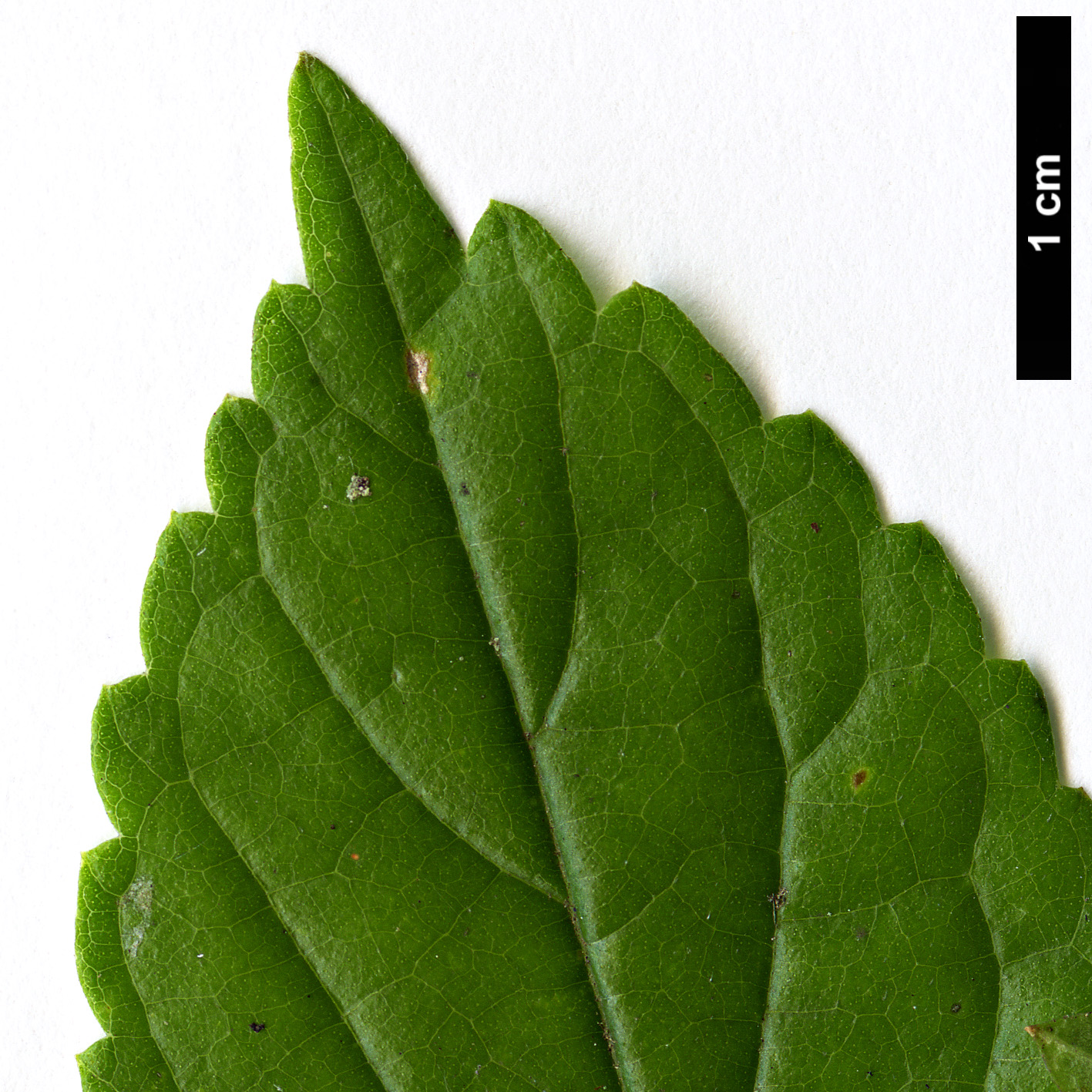 High resolution image: Family: Cannabaceae - Genus: Celtis - Taxon: africana