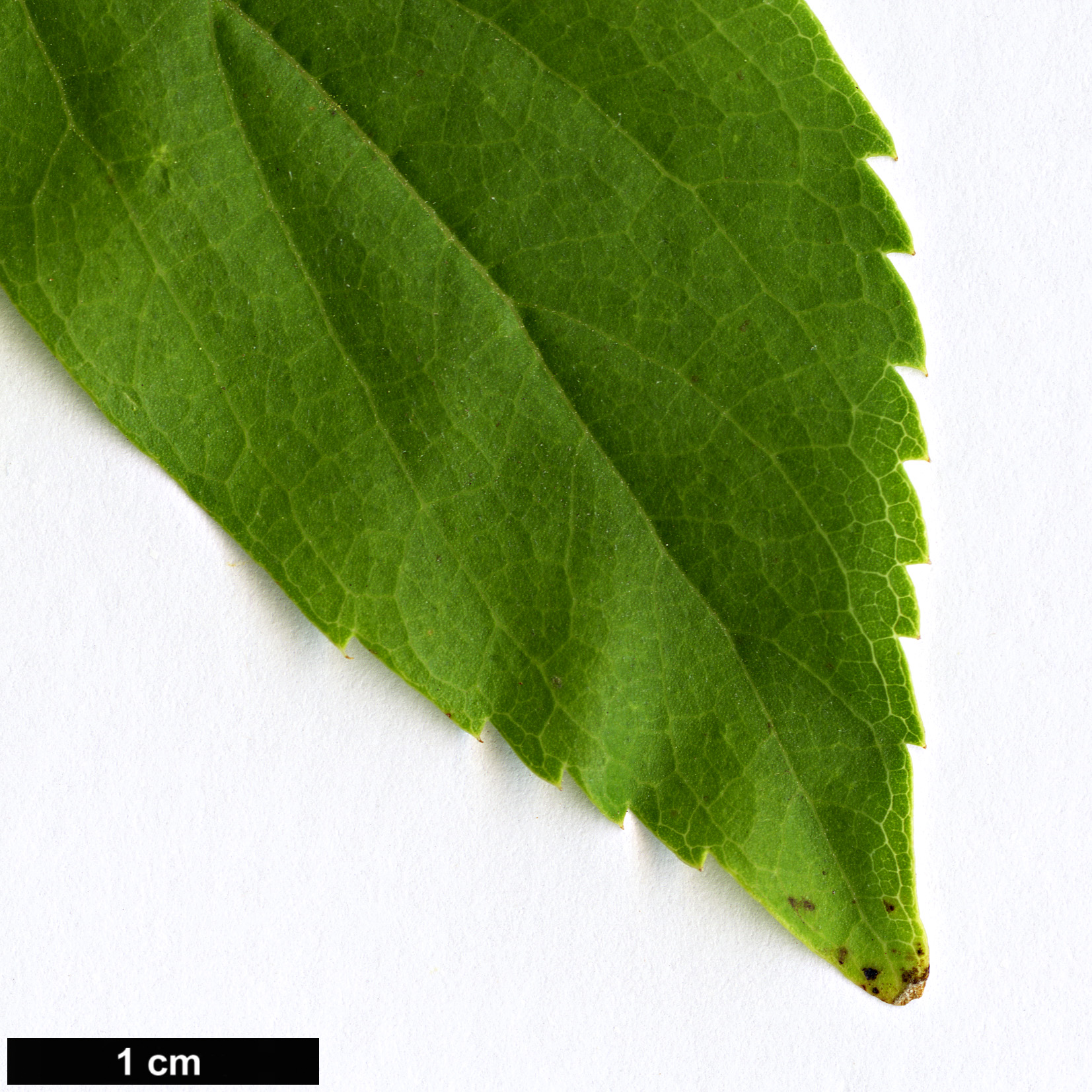 High resolution image: Family: Cannabaceae - Genus: Celtis - Taxon: biondii