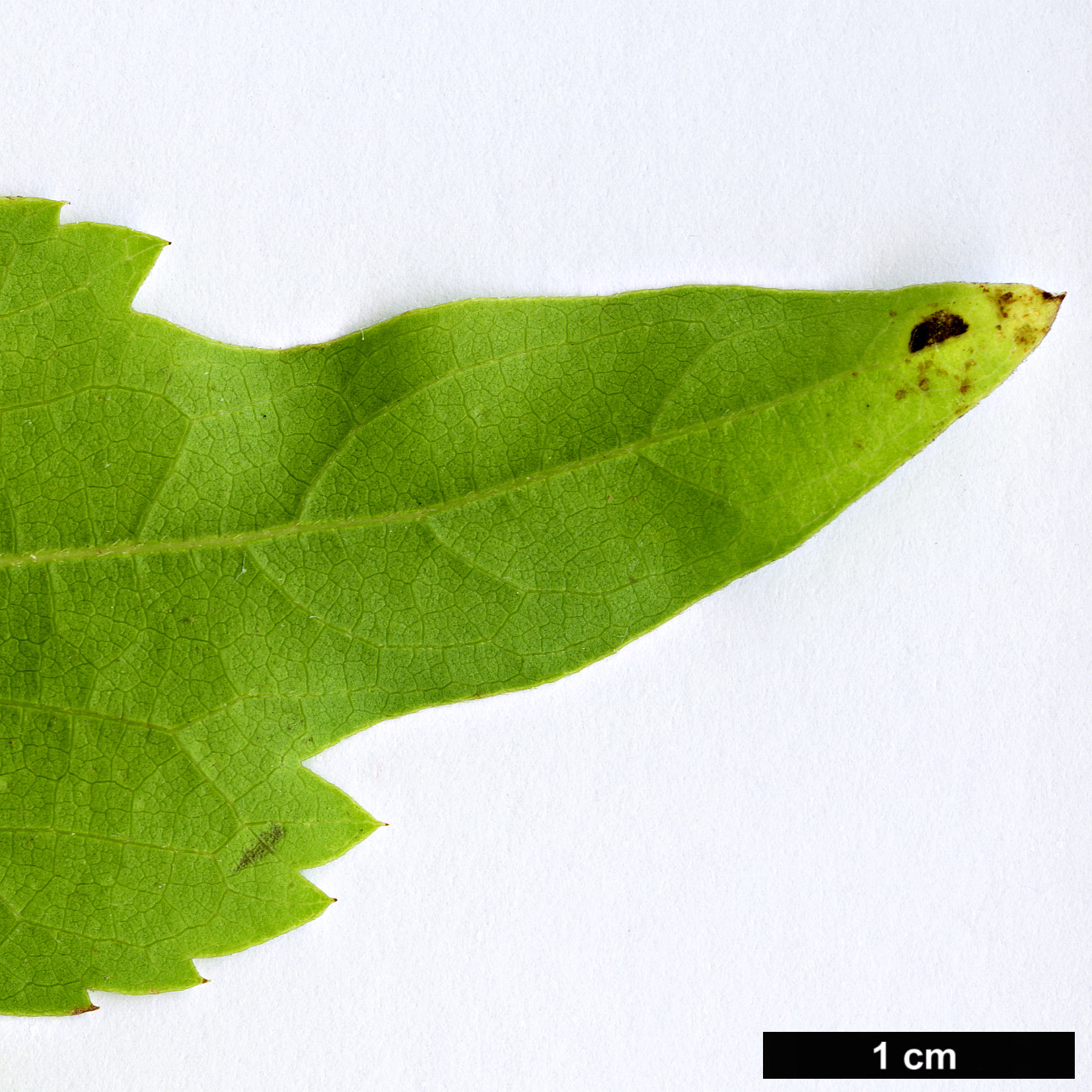 High resolution image: Family: Cannabaceae - Genus: Celtis - Taxon: biondii