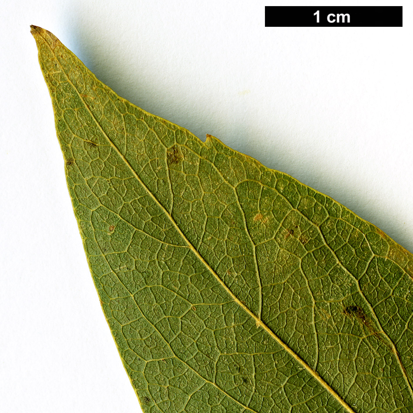 High resolution image: Family: Cannabaceae - Genus: Celtis - Taxon: bungeana