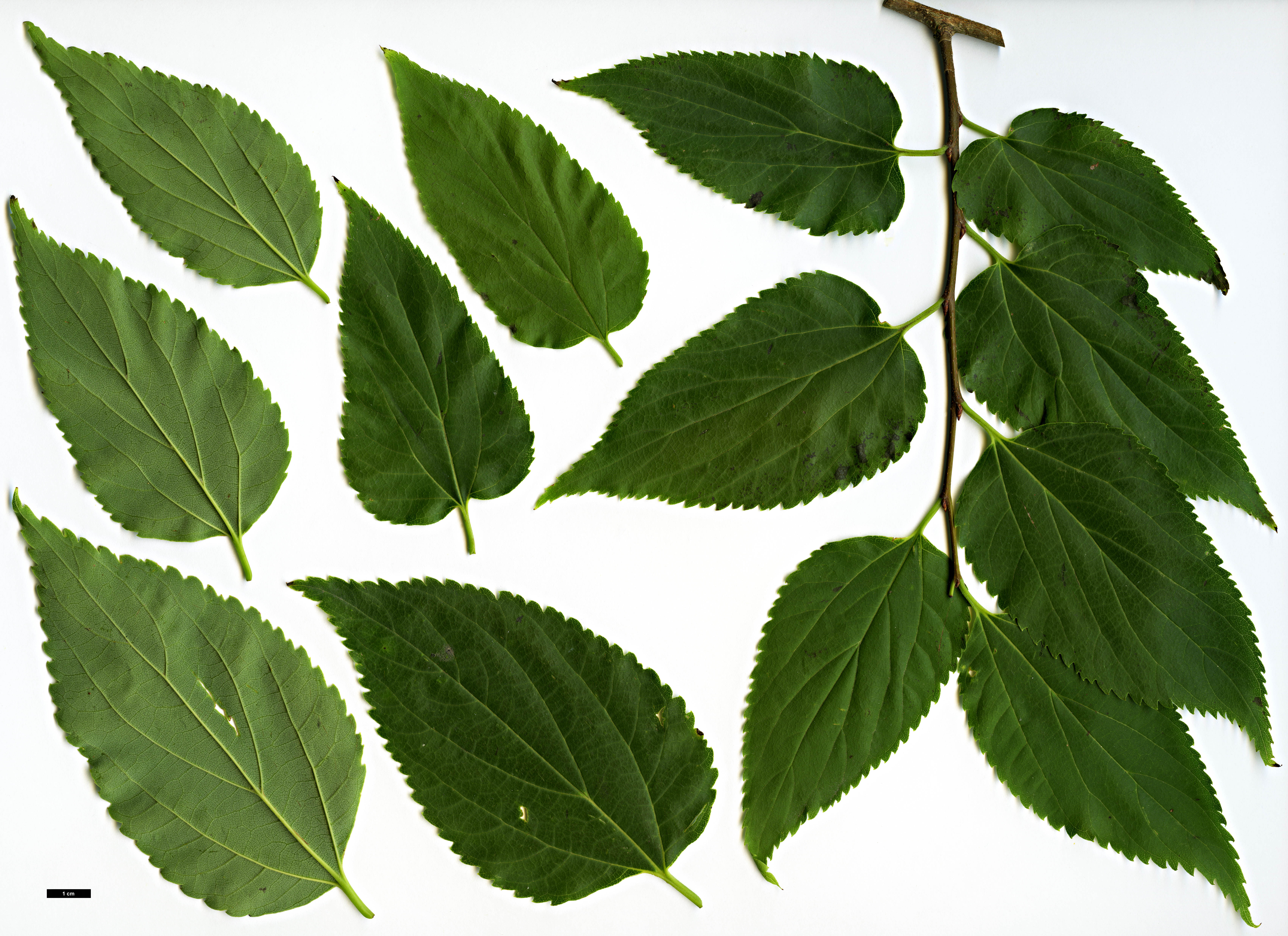 High resolution image: Family: Cannabaceae - Genus: Celtis - Taxon: choseniana