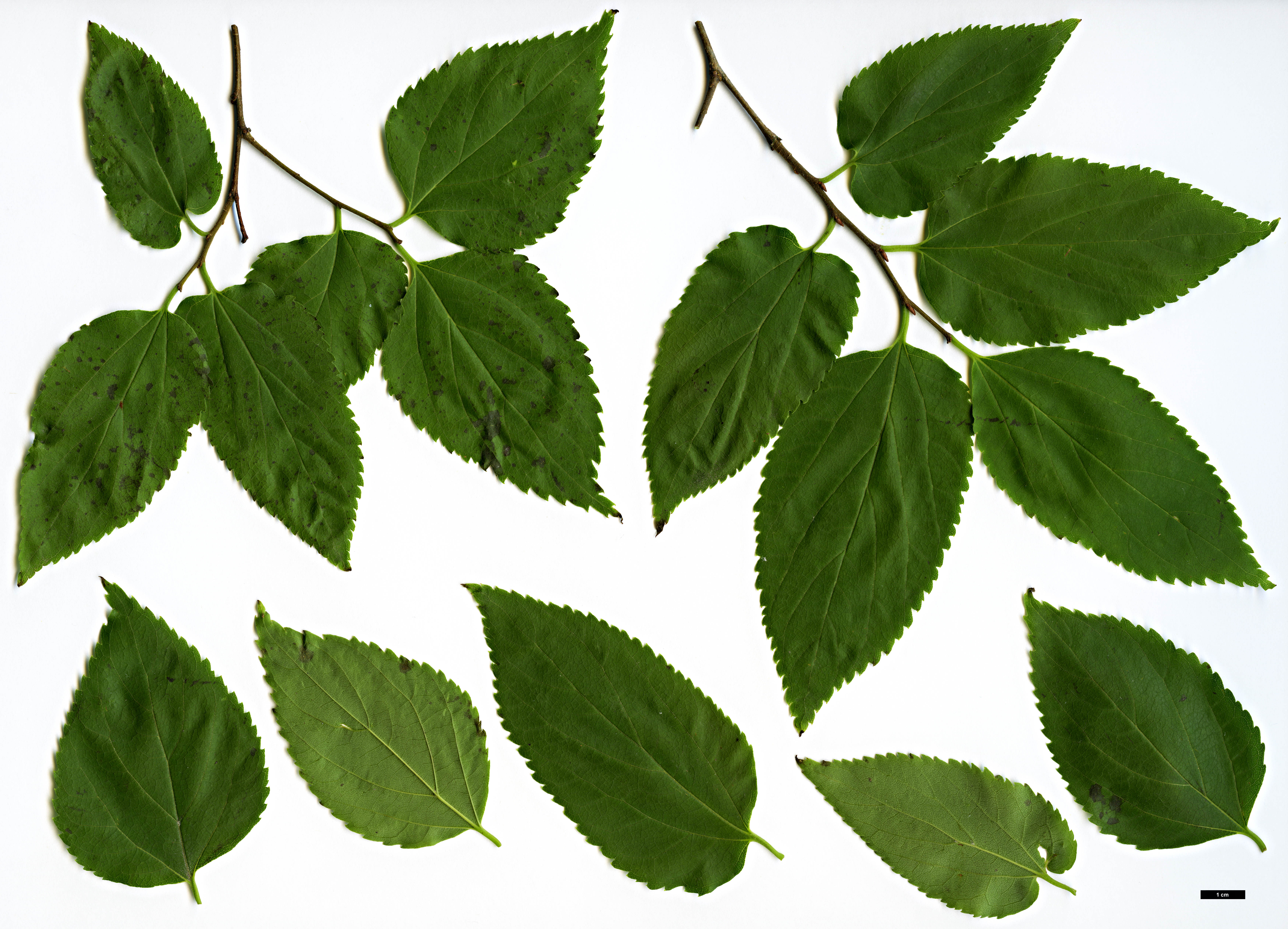 High resolution image: Family: Cannabaceae - Genus: Celtis - Taxon: choseniana