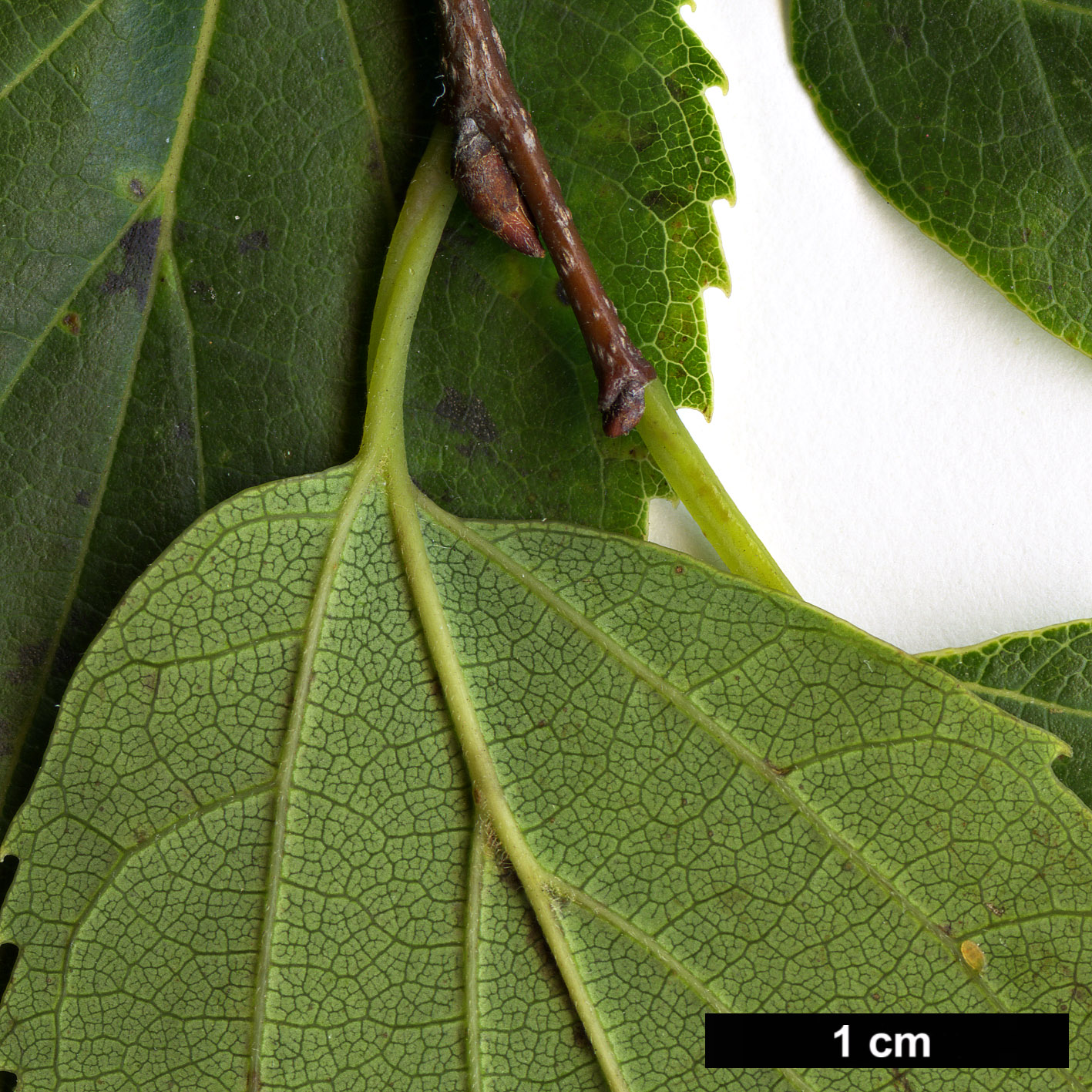 High resolution image: Family: Cannabaceae - Genus: Celtis - Taxon: choseniana