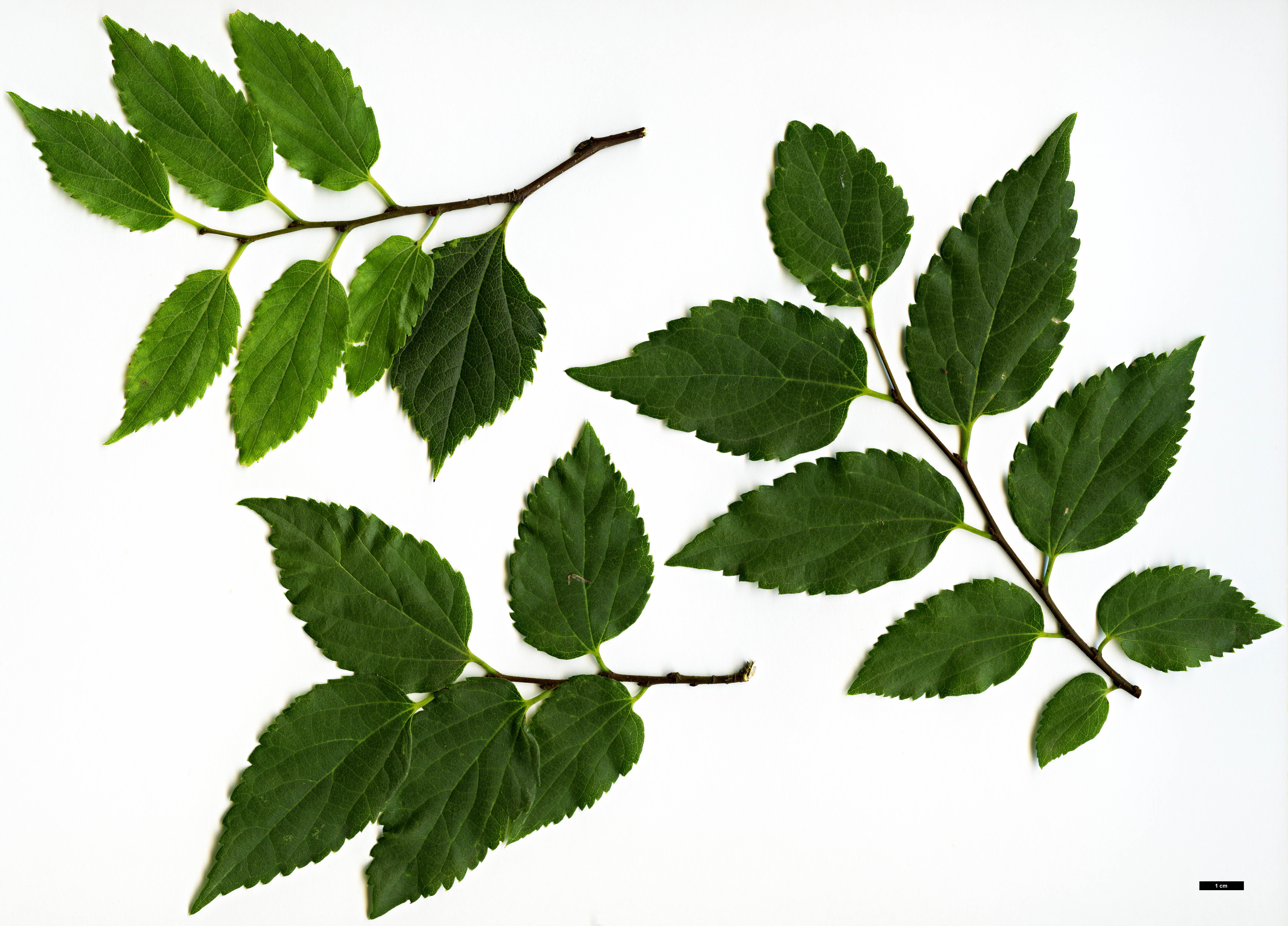 High resolution image: Family: Cannabaceae - Genus: Celtis - Taxon: glabrata