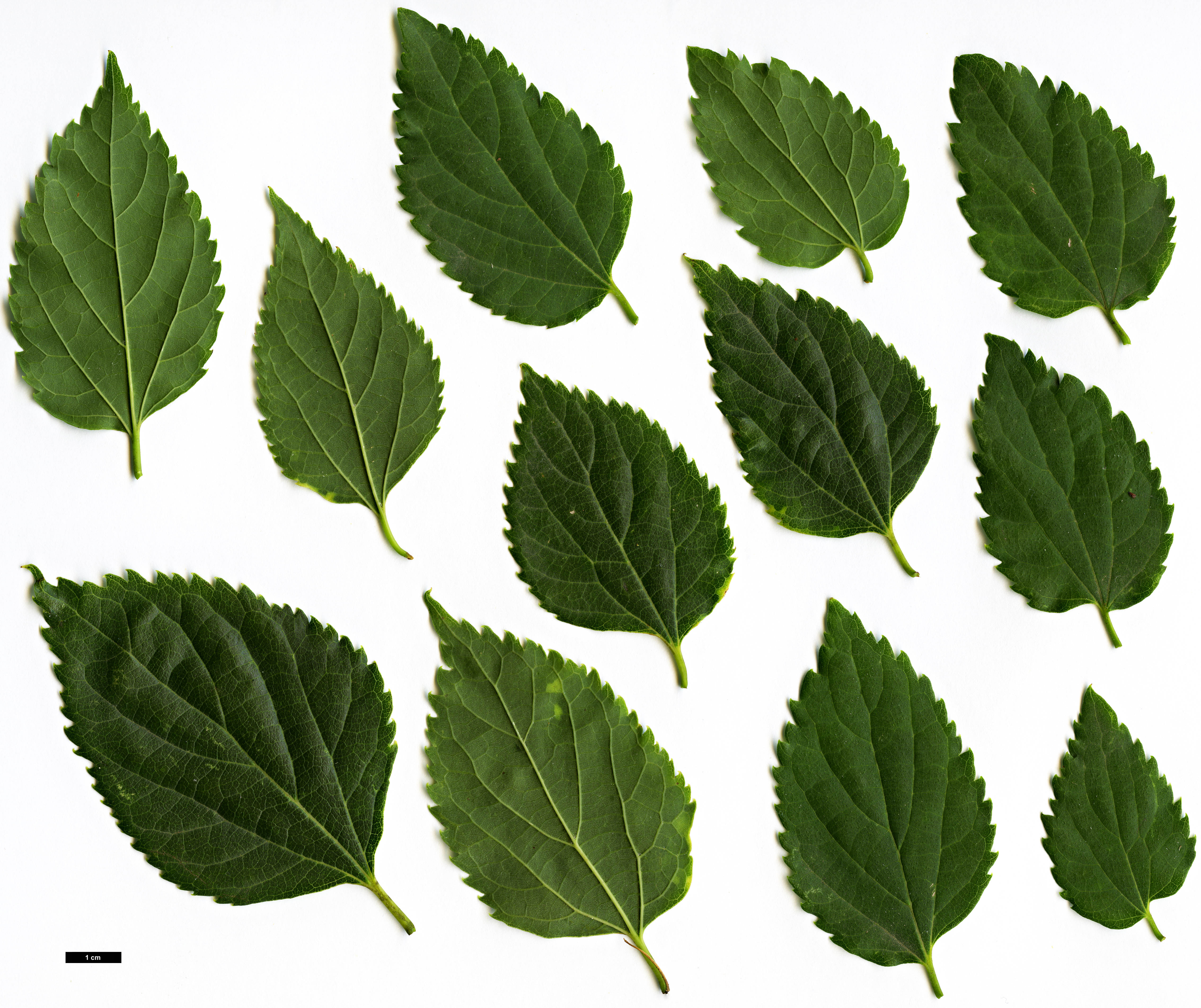 High resolution image: Family: Cannabaceae - Genus: Celtis - Taxon: glabrata