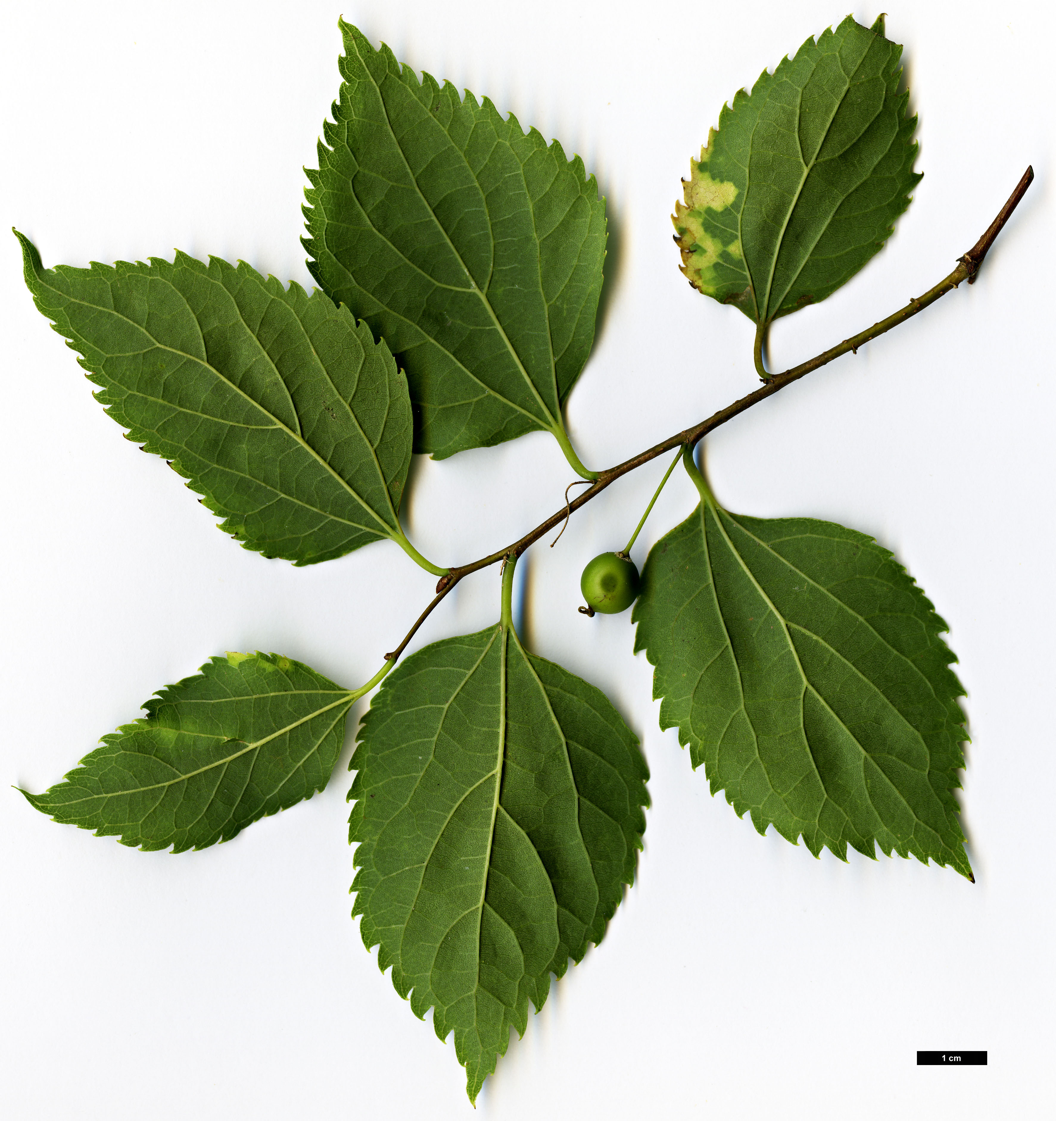 High resolution image: Family: Cannabaceae - Genus: Celtis - Taxon: glabrata