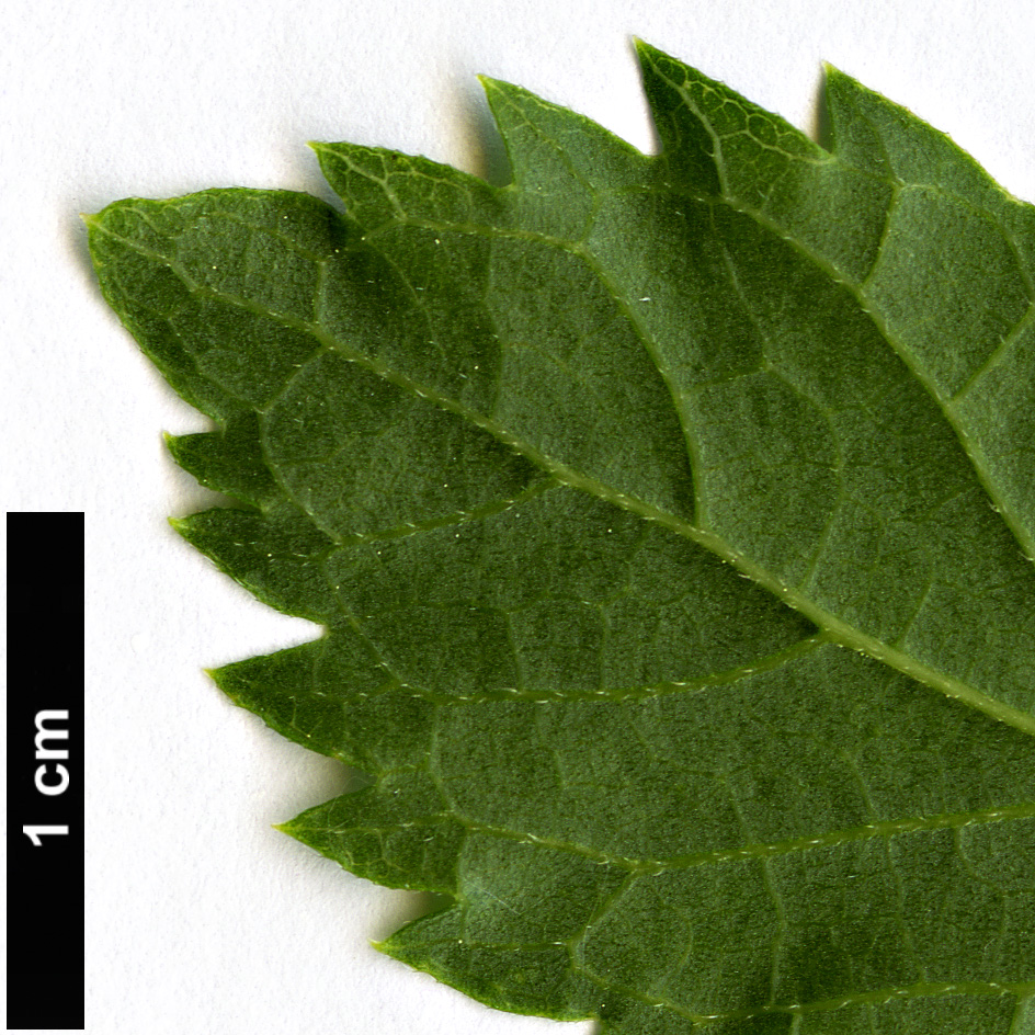 High resolution image: Family: Cannabaceae - Genus: Celtis - Taxon: glabrata