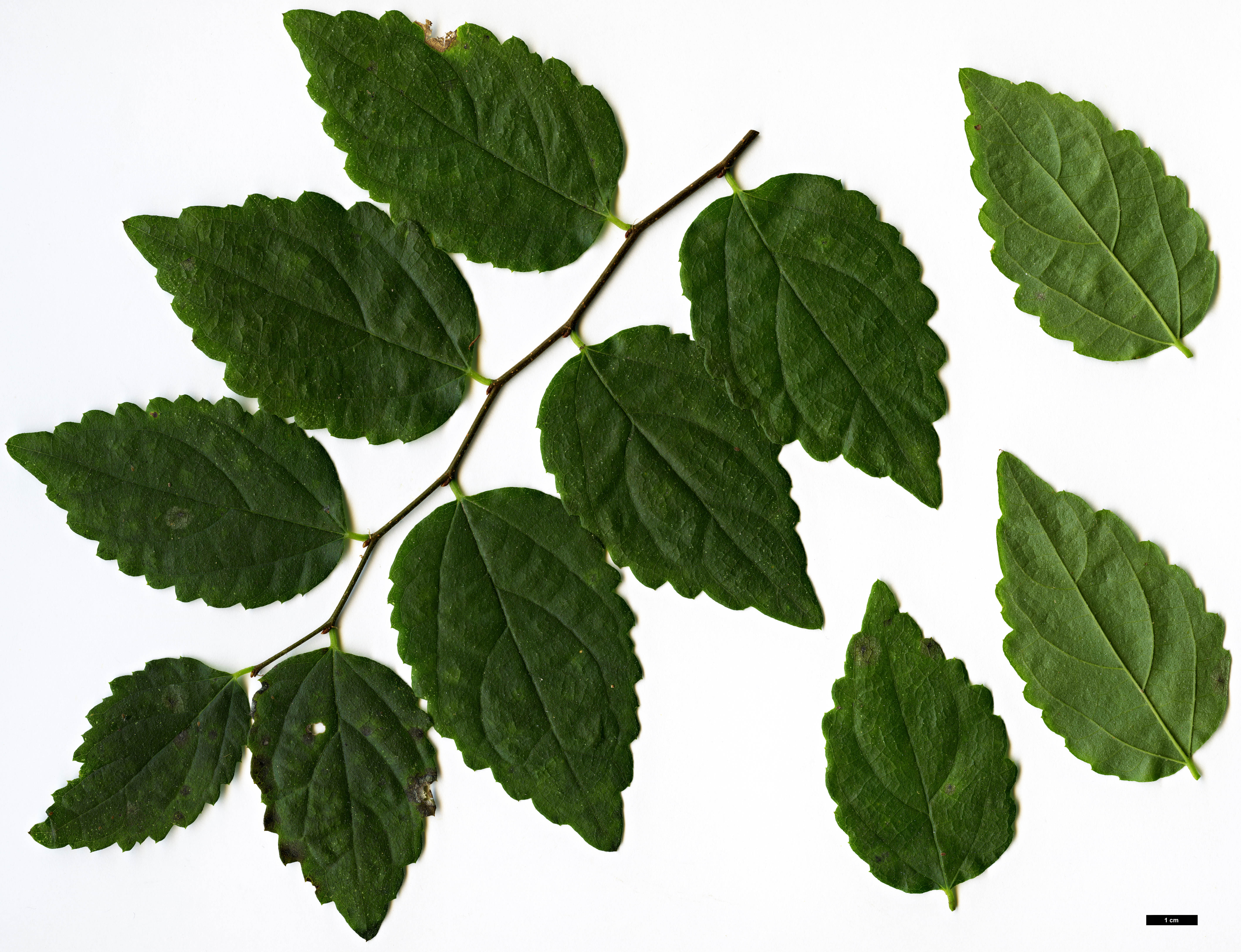 High resolution image: Family: Cannabaceae - Genus: Celtis - Taxon: glabrata