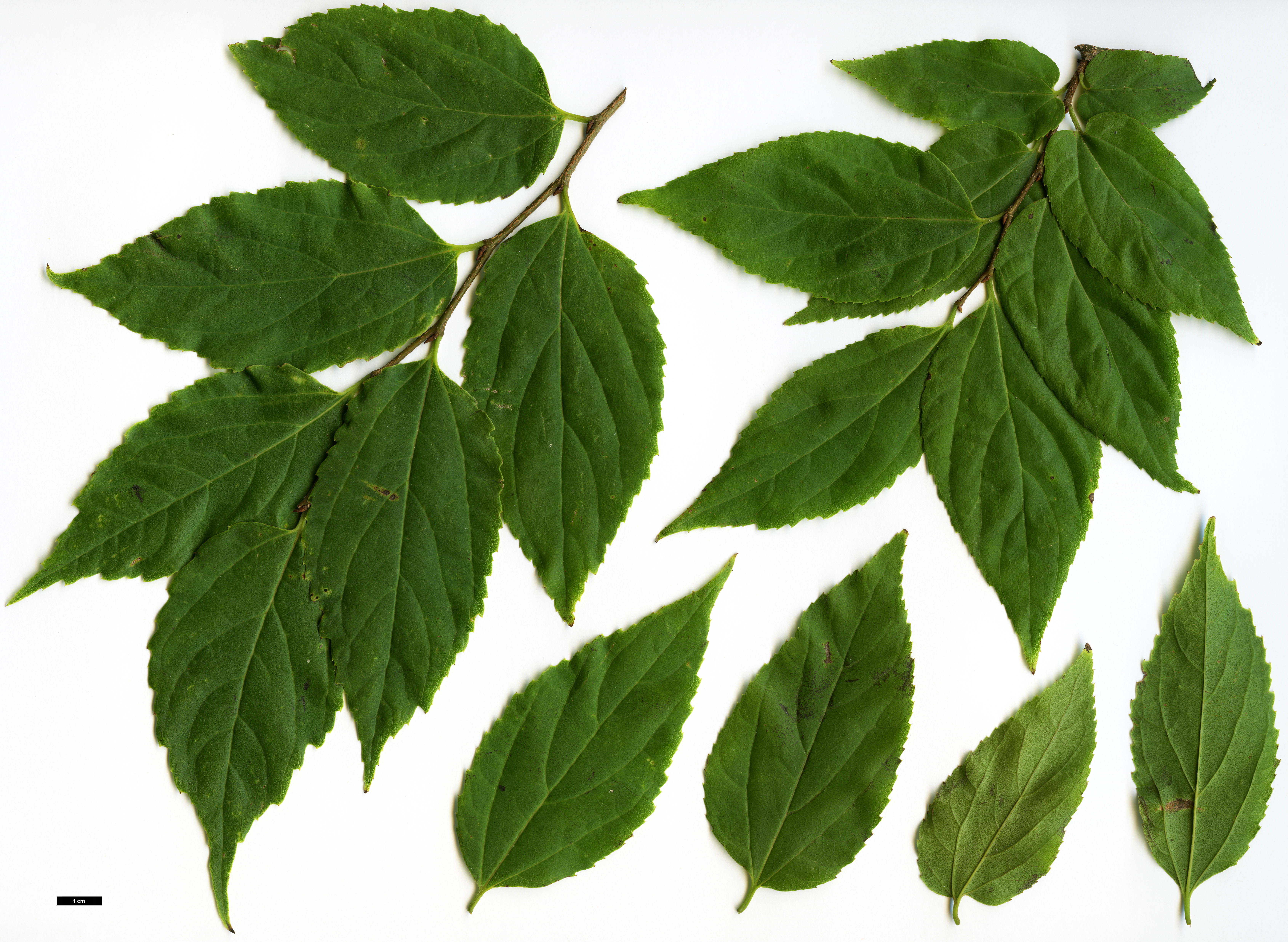 High resolution image: Family: Cannabaceae - Genus: Celtis - Taxon: jessoensis