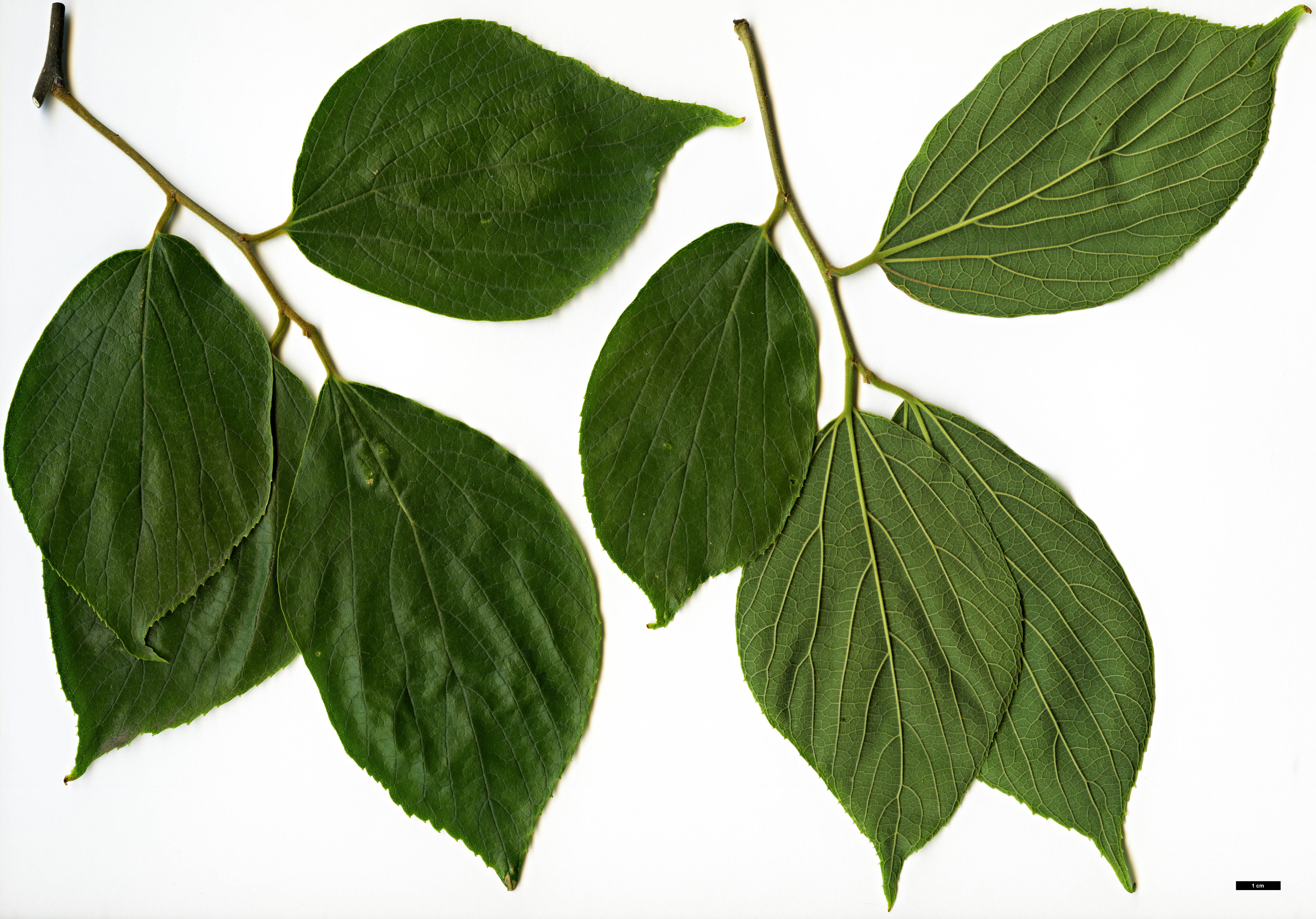 High resolution image: Family: Cannabaceae - Genus: Celtis - Taxon: julianae