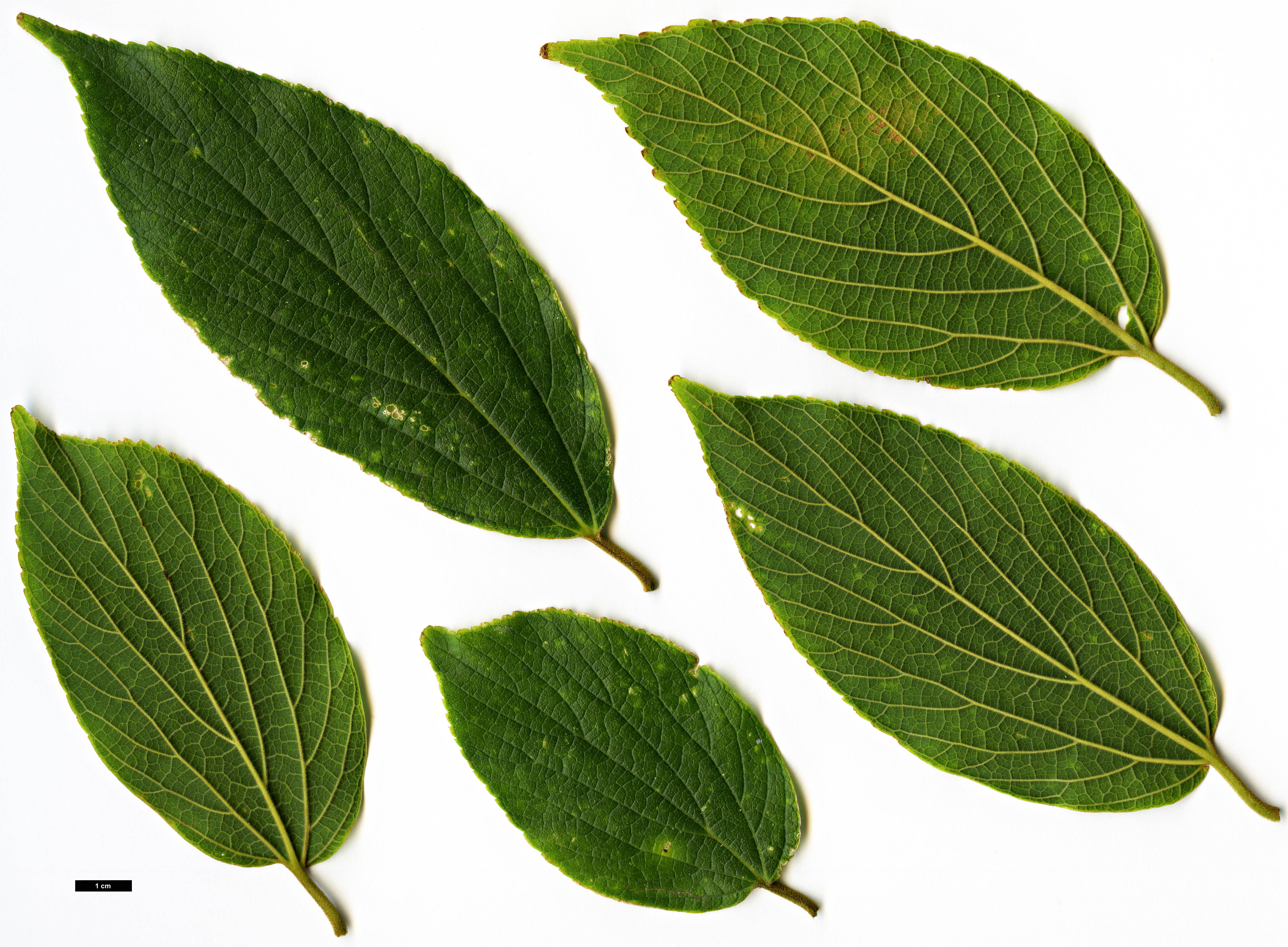 High resolution image: Family: Cannabaceae - Genus: Celtis - Taxon: julianae