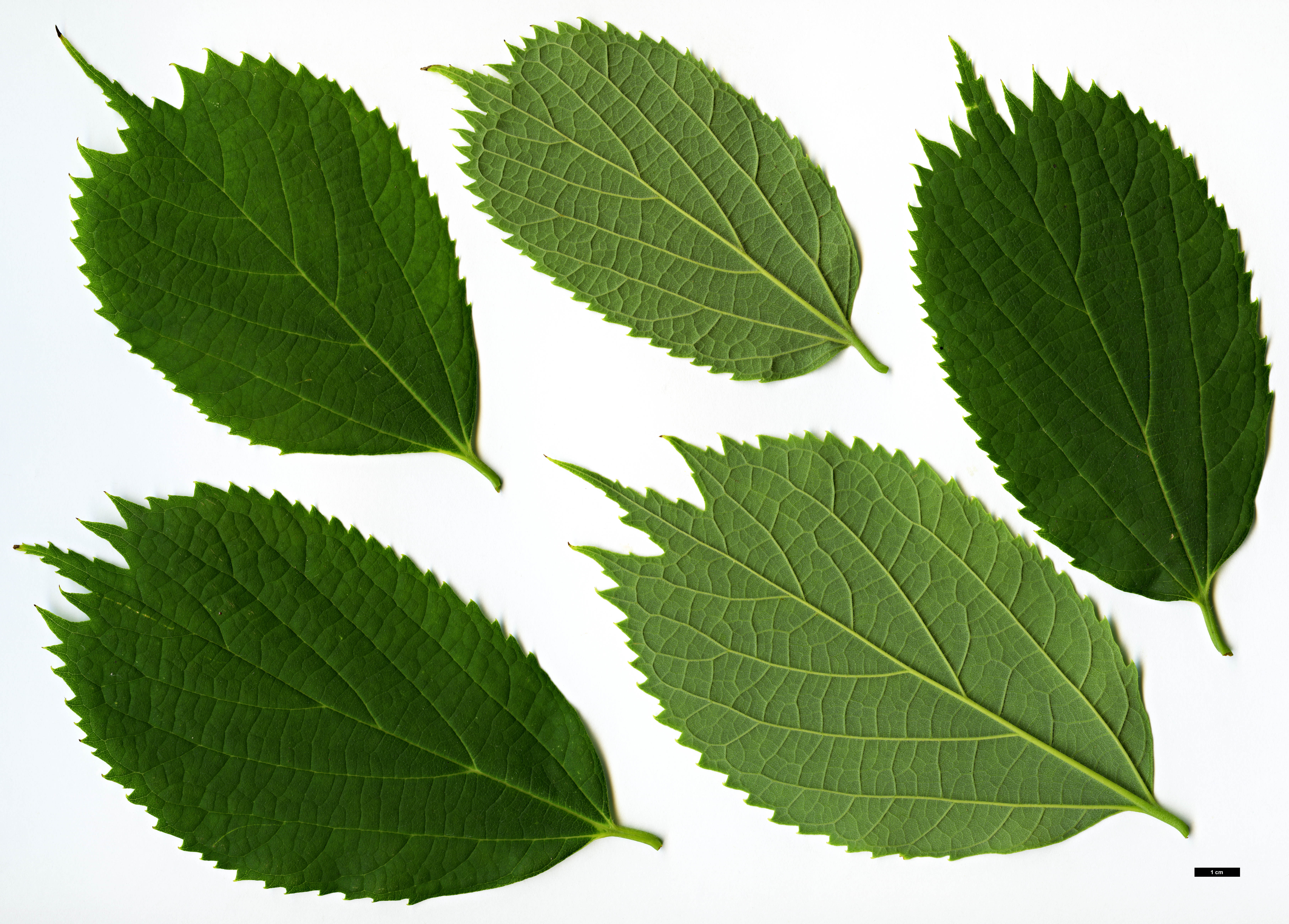 High resolution image: Family: Cannabaceae - Genus: Celtis - Taxon: koraiensis