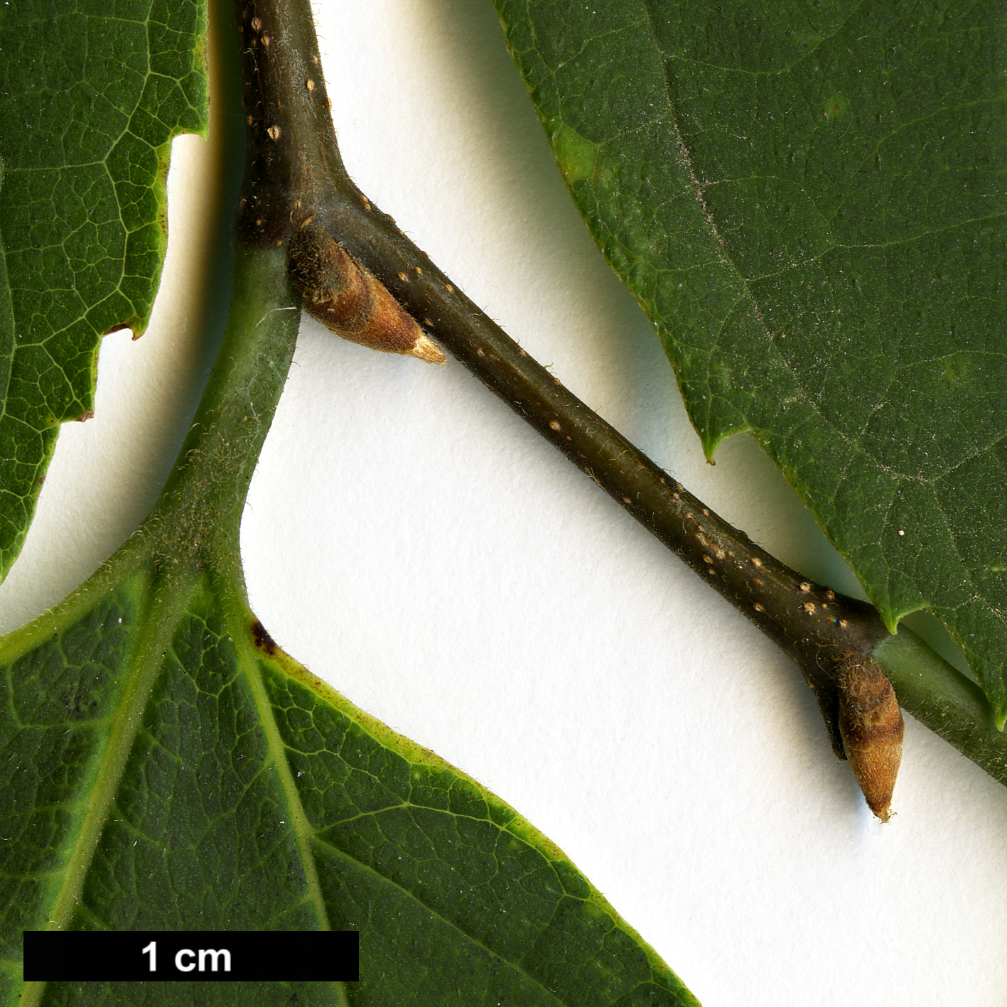 High resolution image: Family: Cannabaceae - Genus: Celtis - Taxon: koraiensis