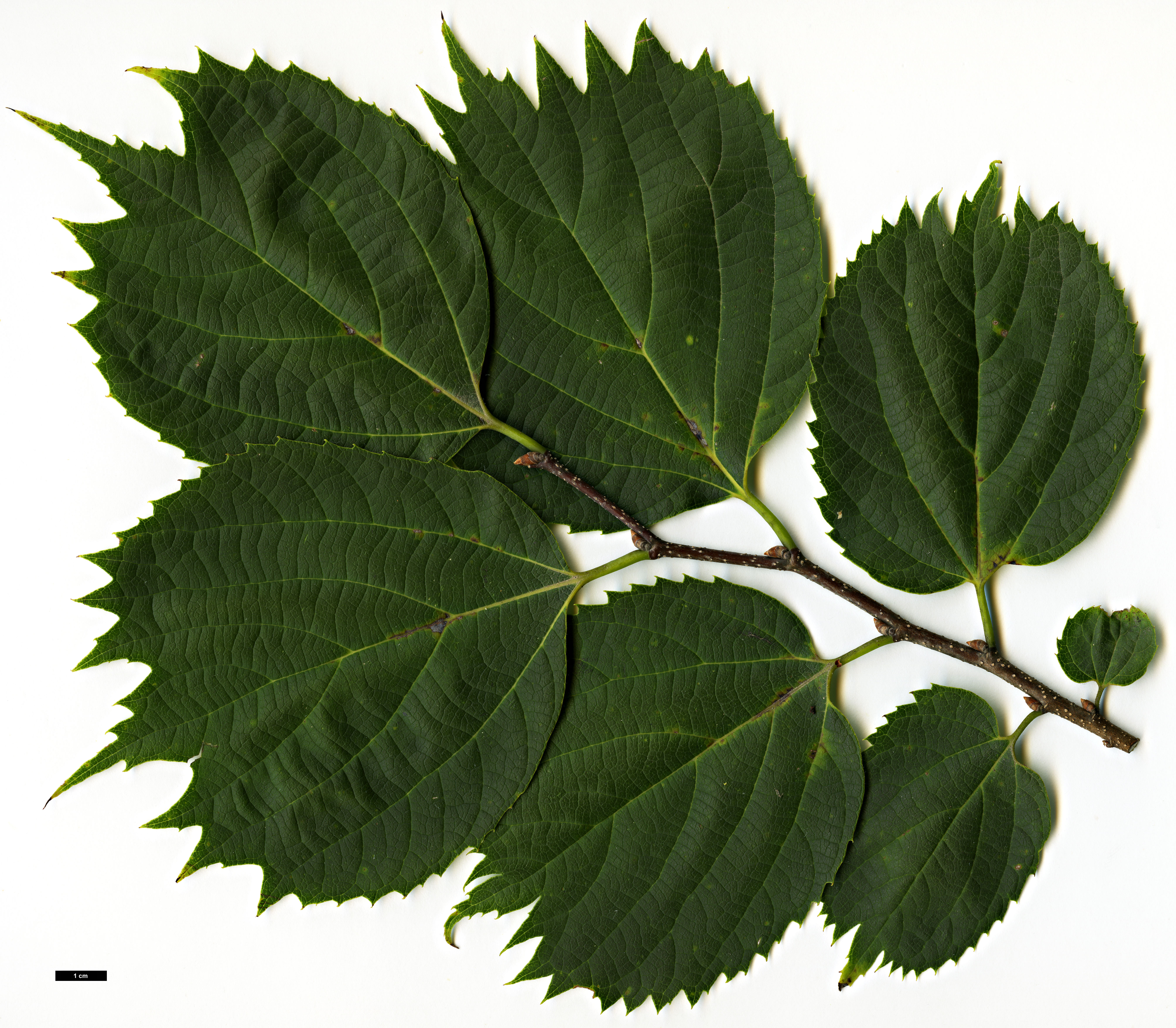 High resolution image: Family: Cannabaceae - Genus: Celtis - Taxon: koraiensis