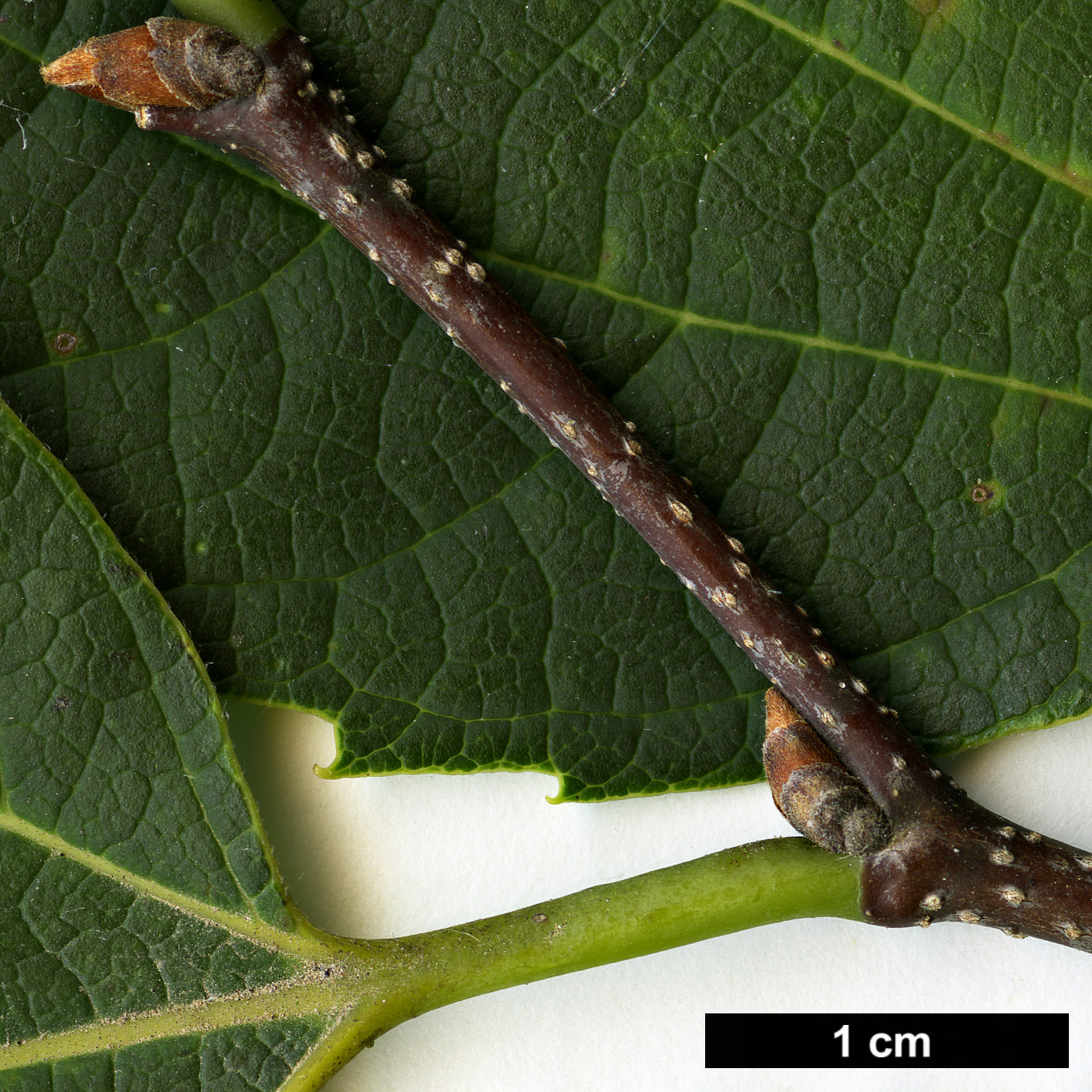 High resolution image: Family: Cannabaceae - Genus: Celtis - Taxon: koraiensis