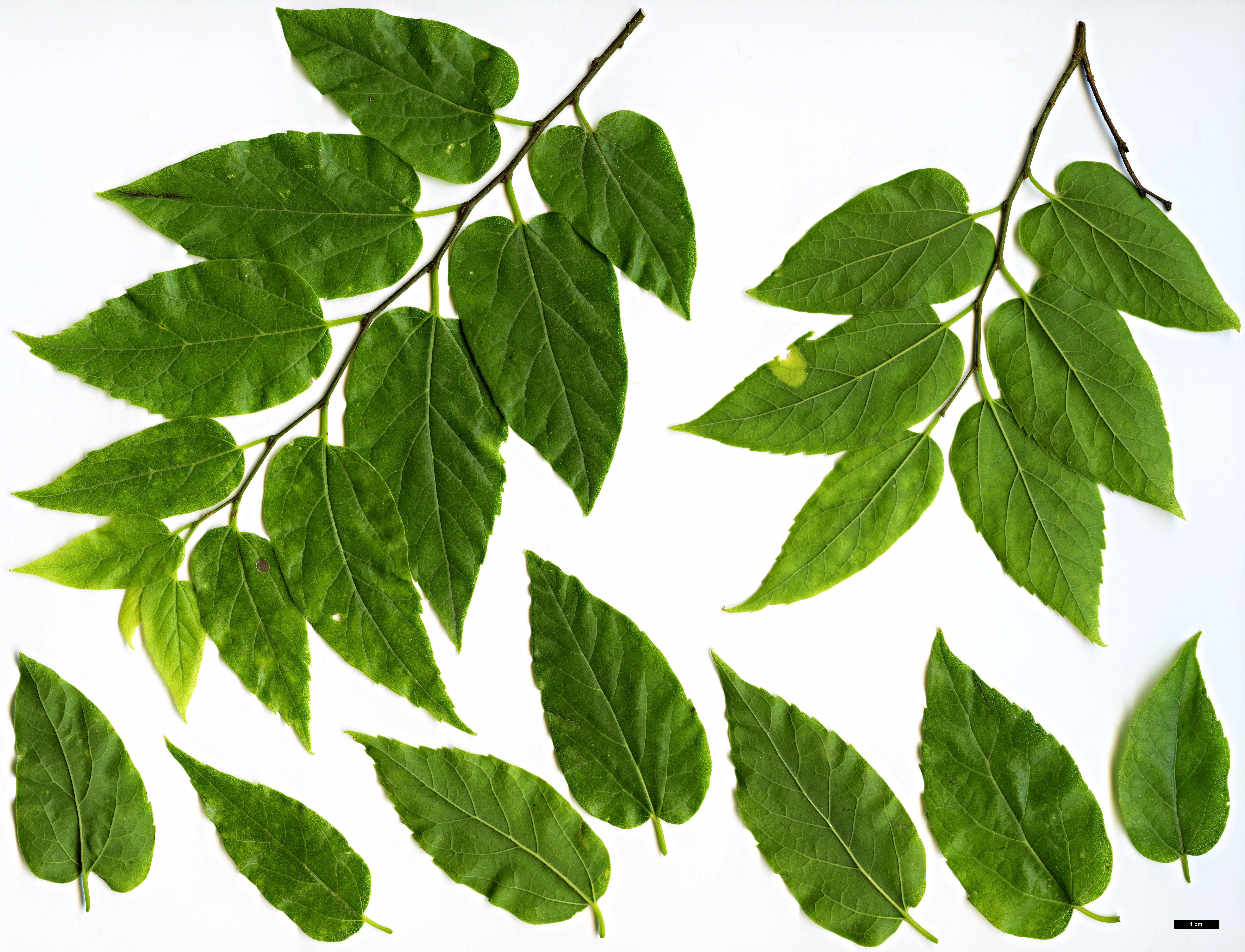 High resolution image: Family: Cannabaceae - Genus: Celtis - Taxon: laevigata