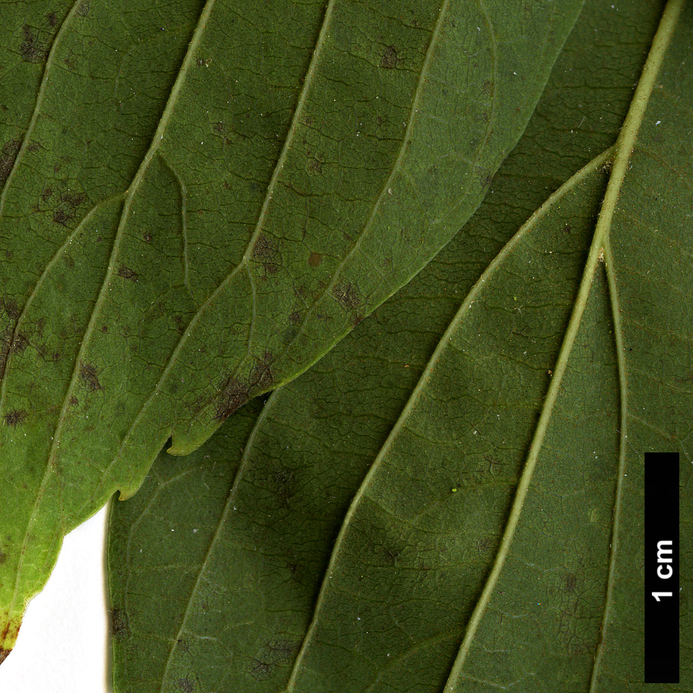 High resolution image: Family: Cannabaceae - Genus: Celtis - Taxon: sinensis