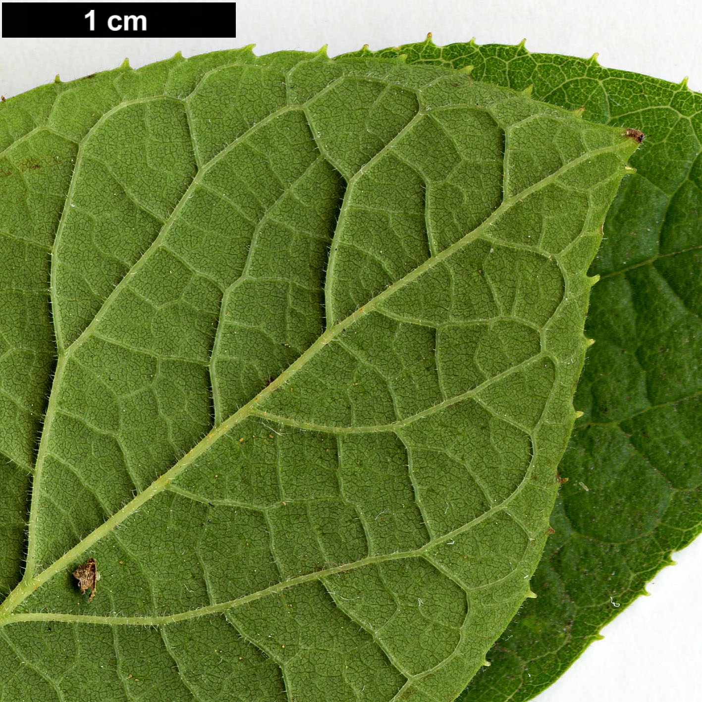 High resolution image: Family: Cannabaceae - Genus: Celtis - Taxon: tenuifolia