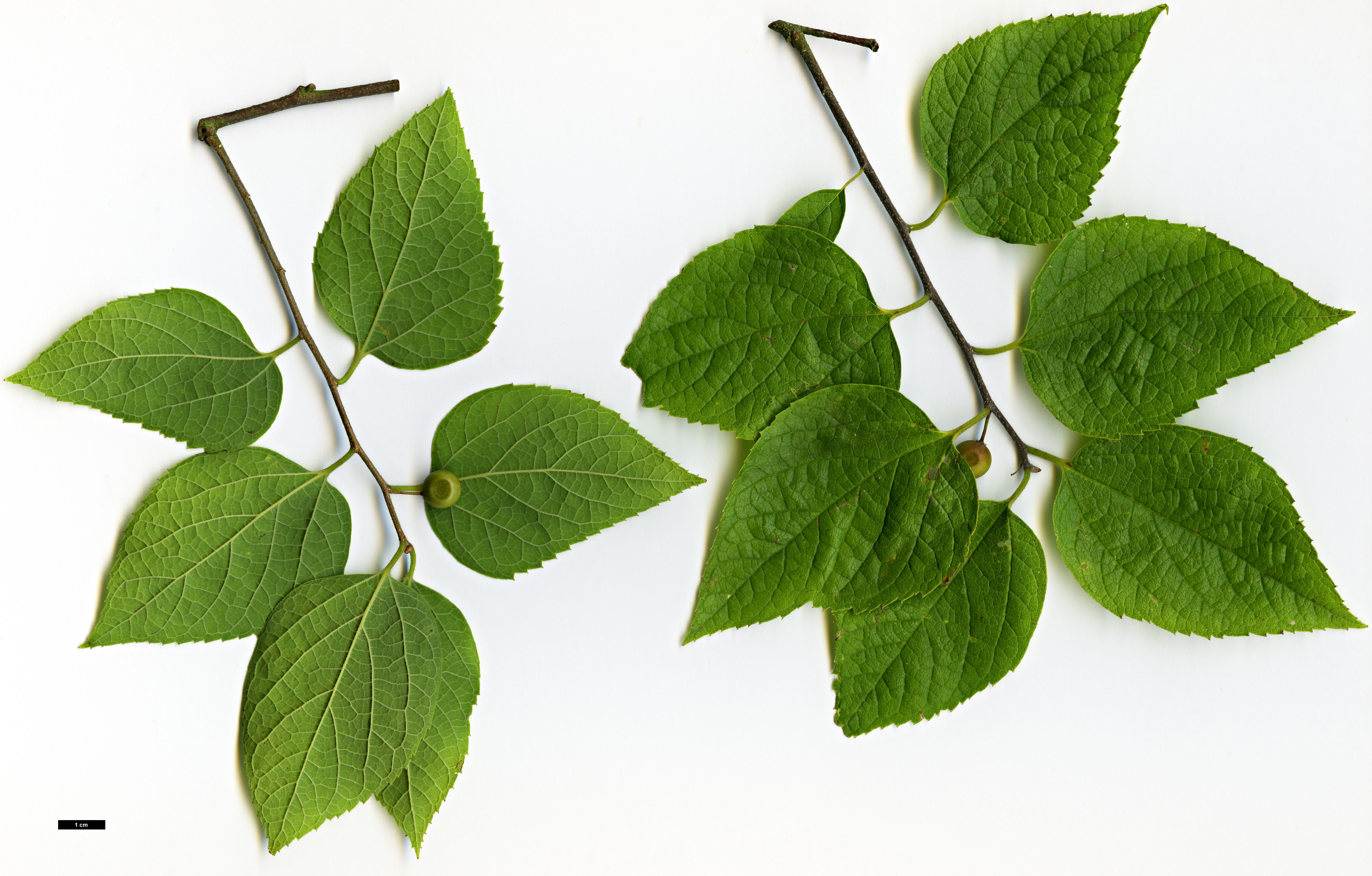 High resolution image: Family: Cannabaceae - Genus: Celtis - Taxon: tenuifolia