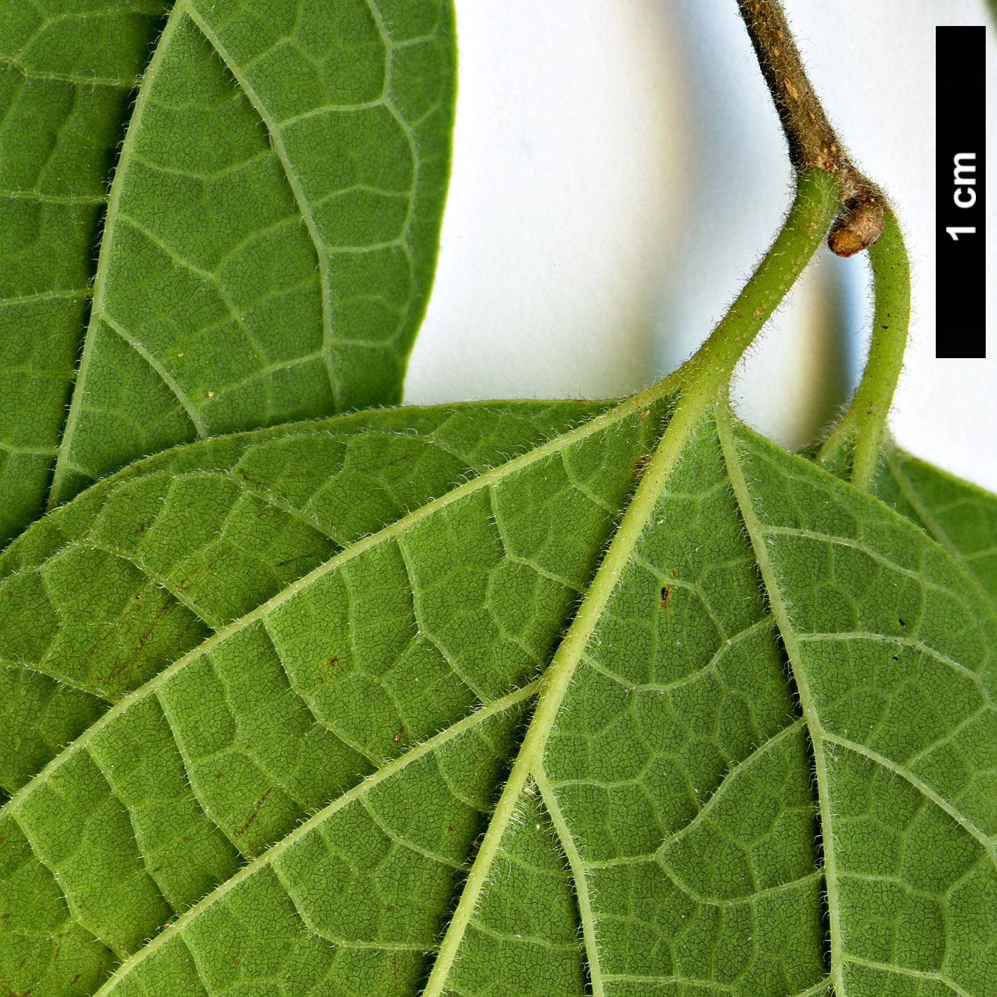 High resolution image: Family: Cannabaceae - Genus: Celtis - Taxon: tenuifolia