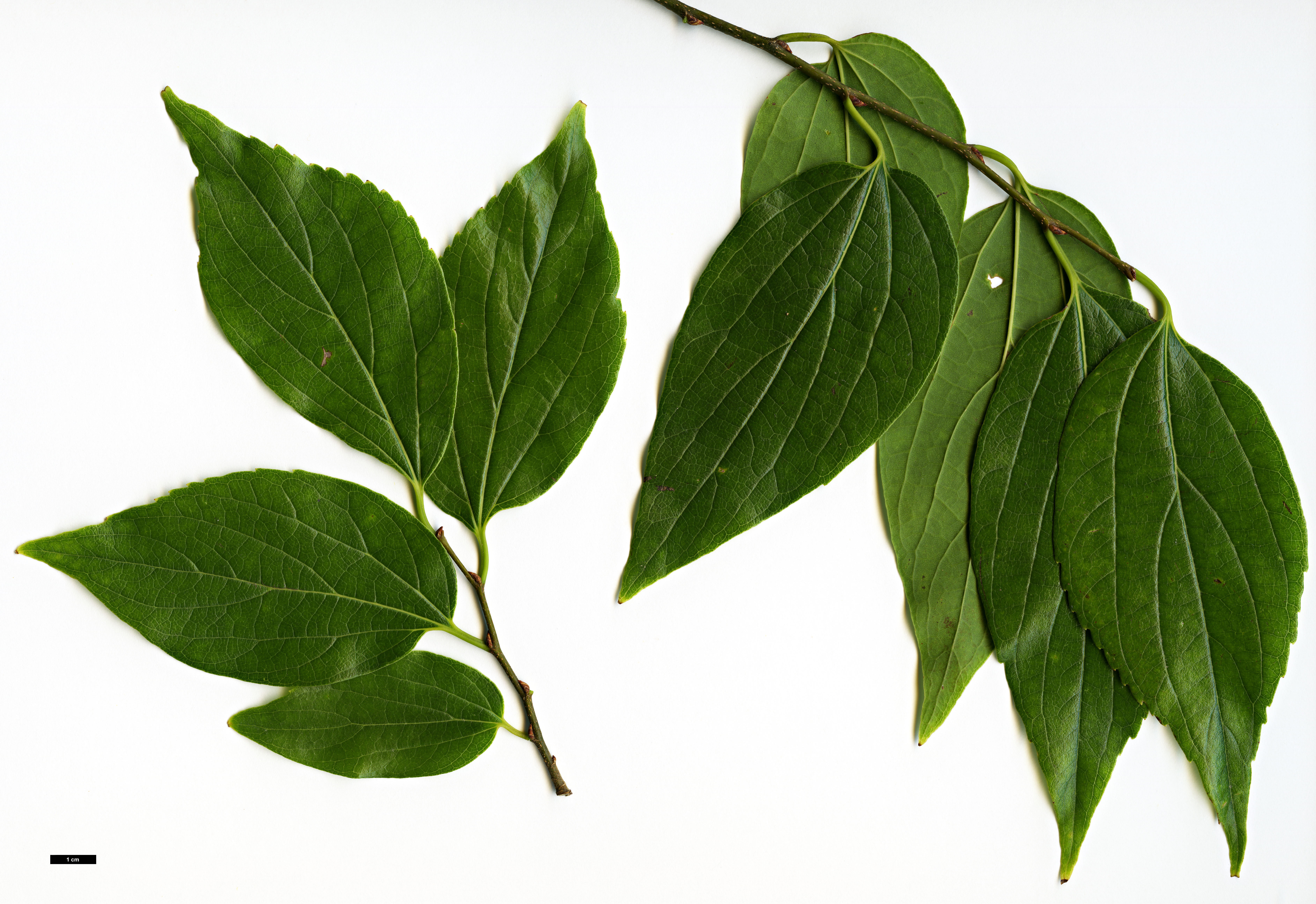 High resolution image: Family: Cannabaceae - Genus: Celtis - Taxon: tetrandra