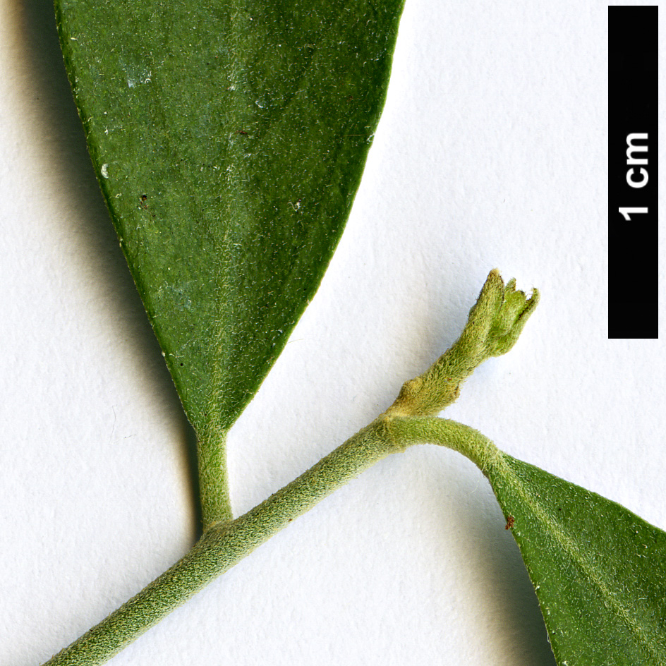 High resolution image: Family: Capparaceae - Genus: Capparis - Taxon: mitchellii