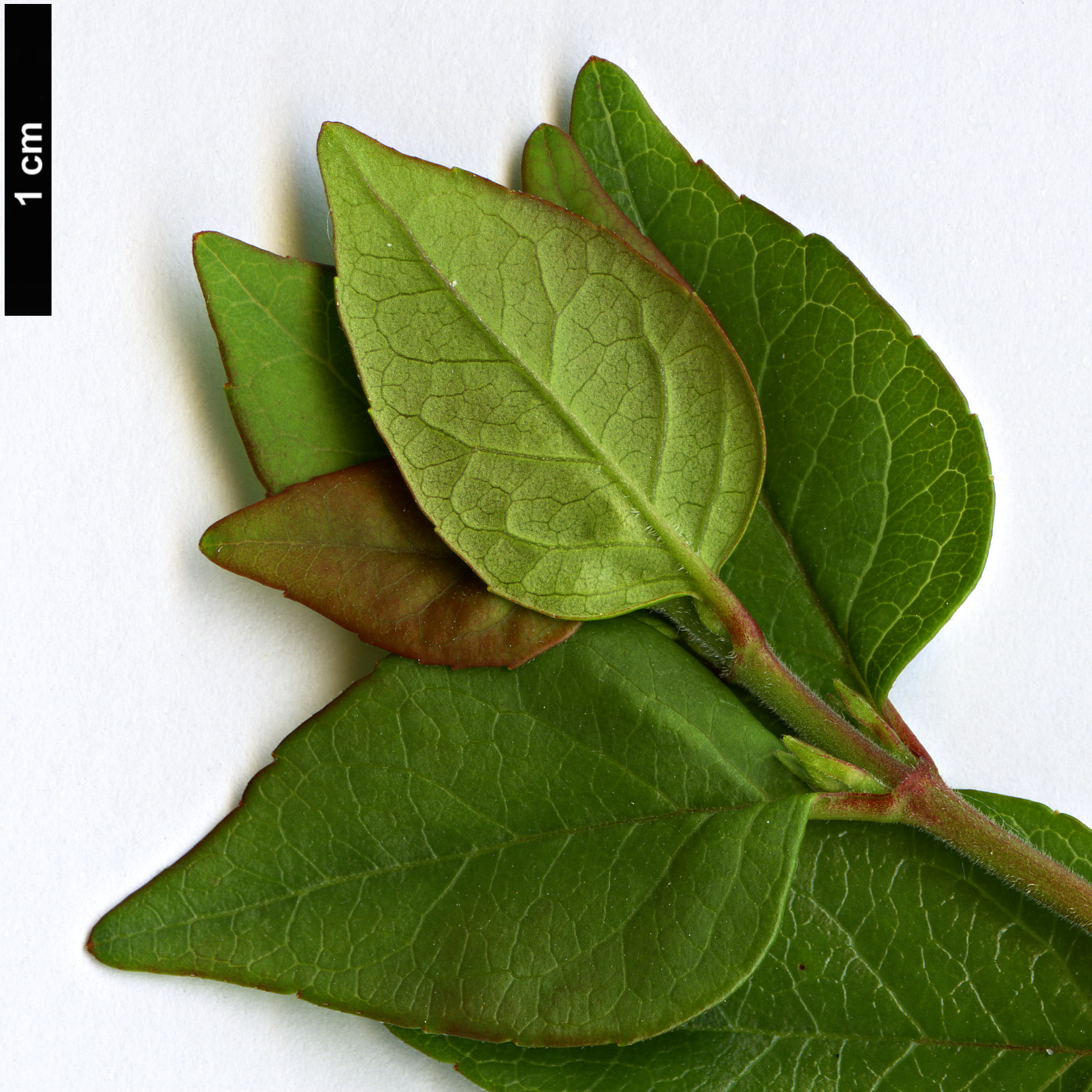 High resolution image: Family: Caprifoliaceae - Genus: Abelia - Taxon: chinensis