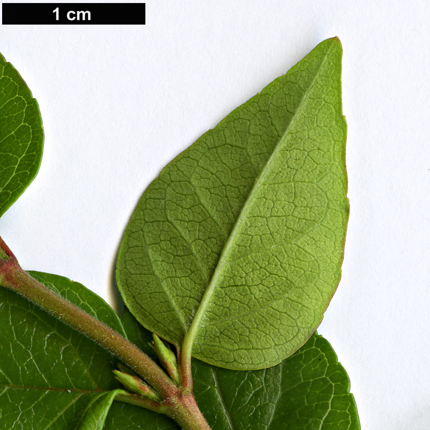 High resolution image: Family: Caprifoliaceae - Genus: Abelia - Taxon: chinensis