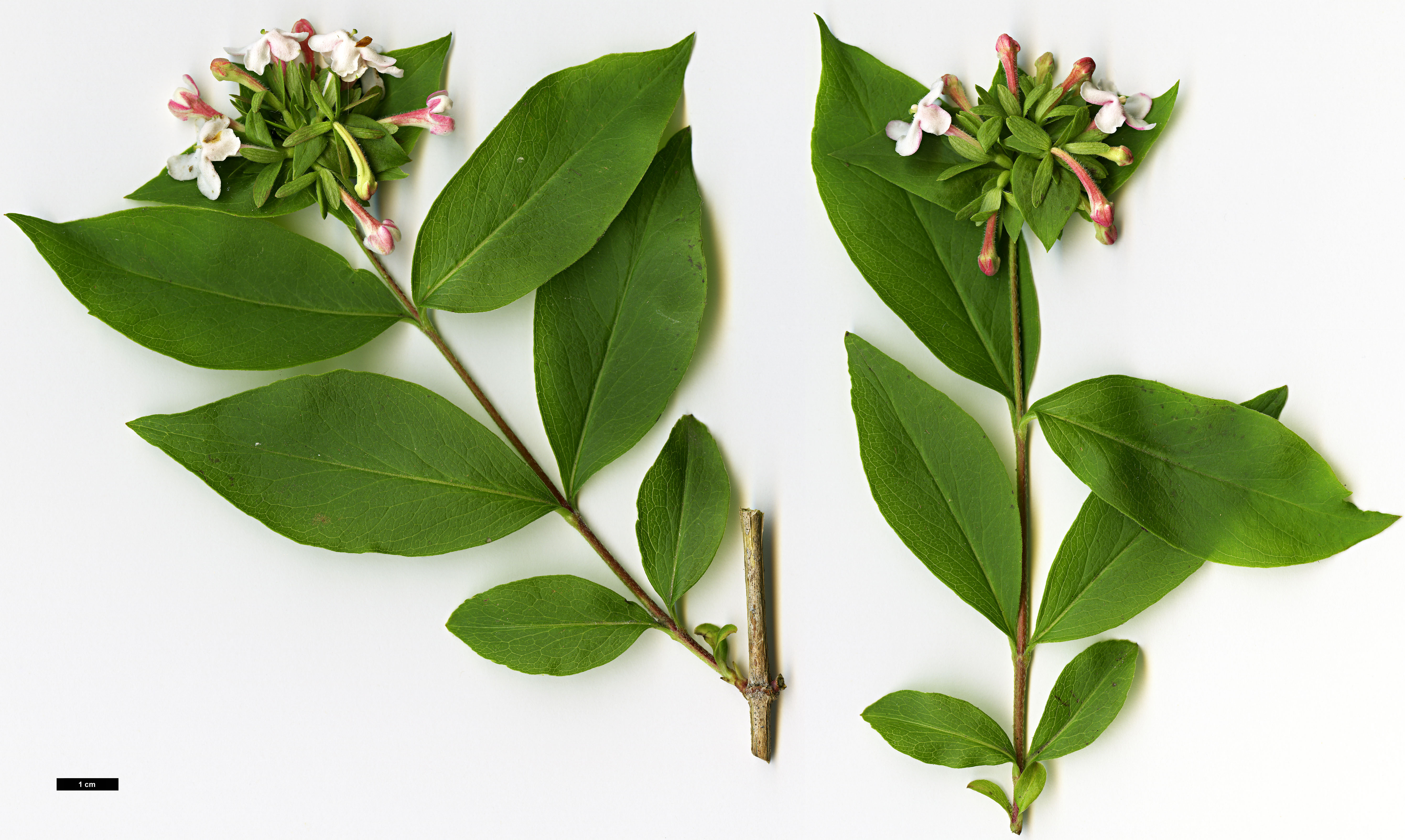 High resolution image: Family: Caprifoliaceae - Genus: Abelia - Taxon: mosanensis