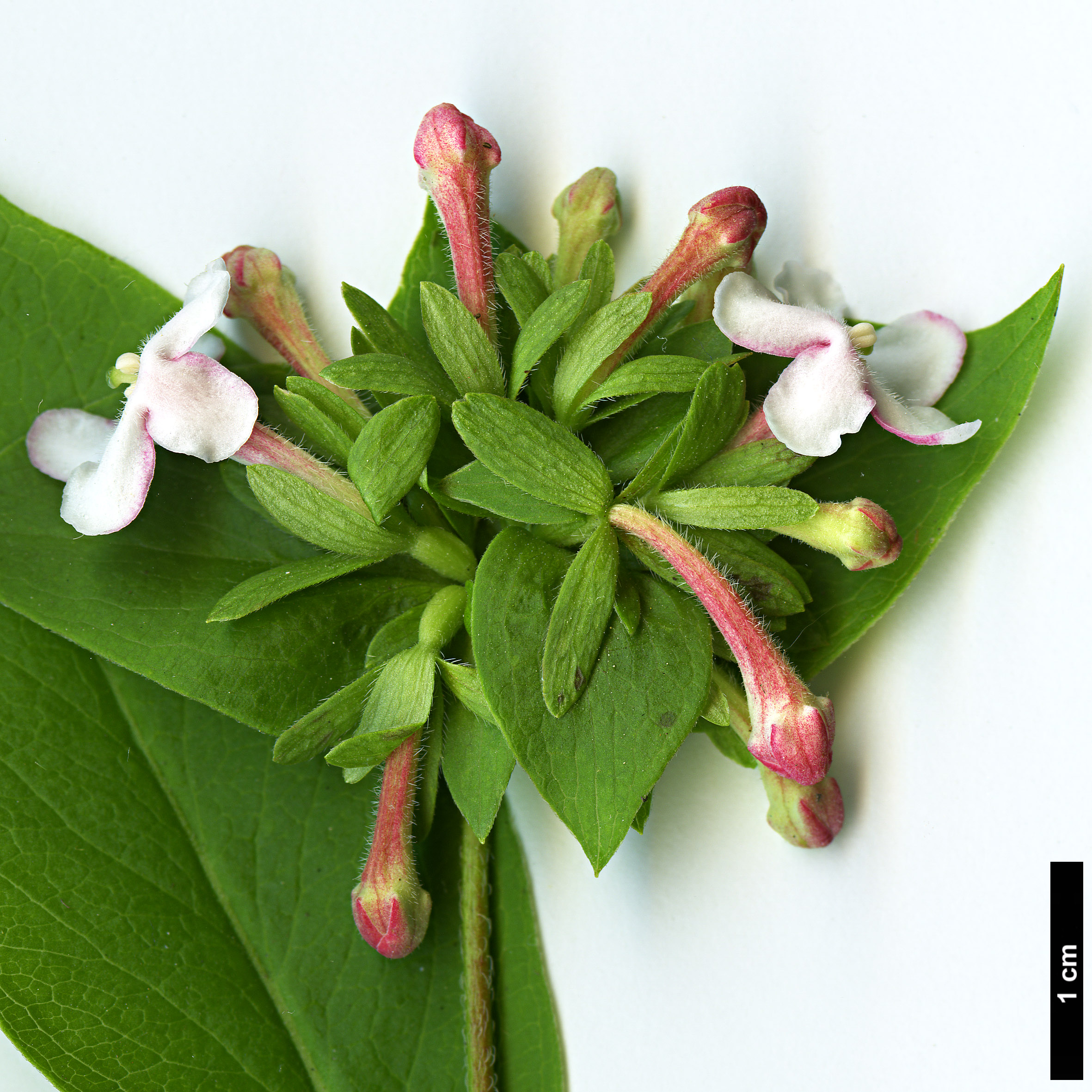 High resolution image: Family: Caprifoliaceae - Genus: Abelia - Taxon: mosanensis