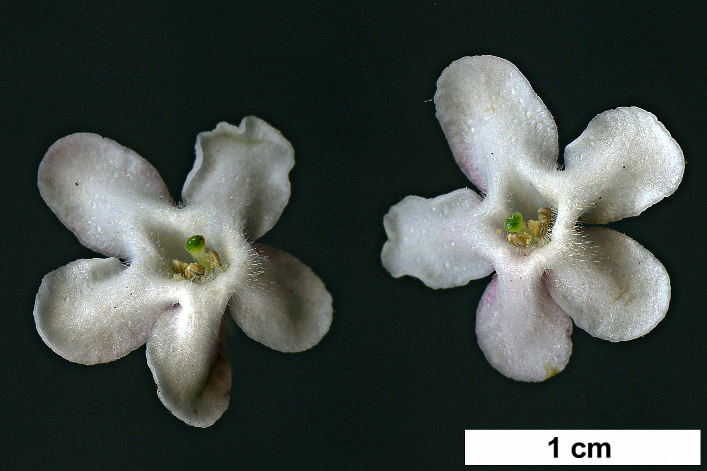 High resolution image: Family: Caprifoliaceae - Genus: Abelia - Taxon: mosanensis