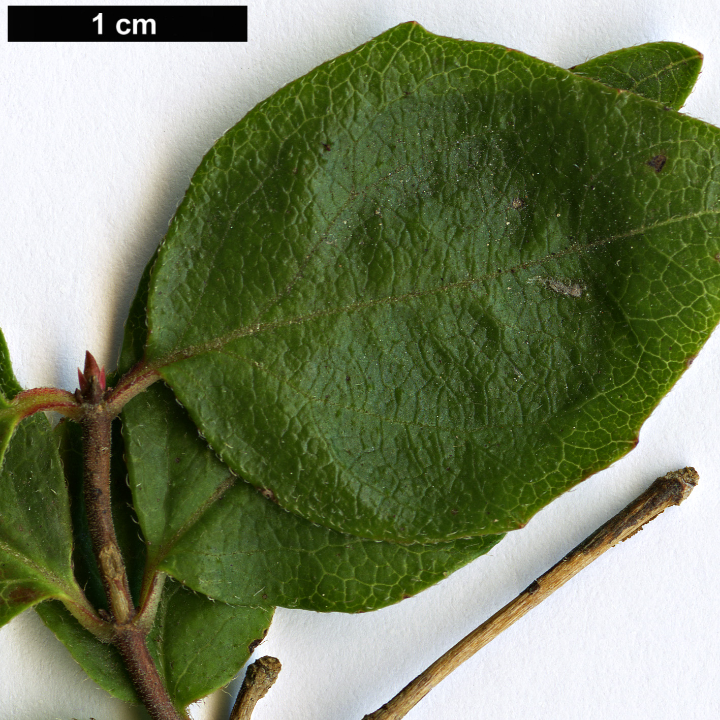 High resolution image: Family: Caprifoliaceae - Genus: Diabelia - Taxon: serrata