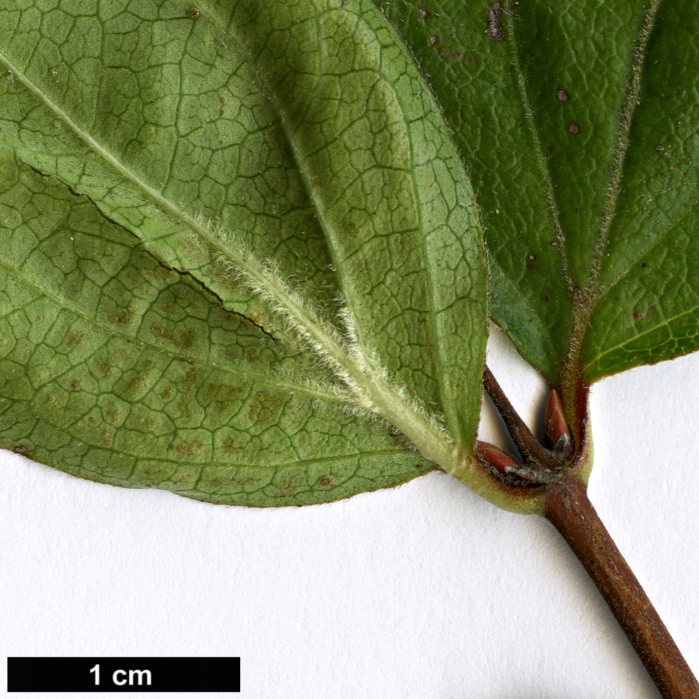 High resolution image: Family: Caprifoliaceae - Genus: Diabelia - Taxon: serrata