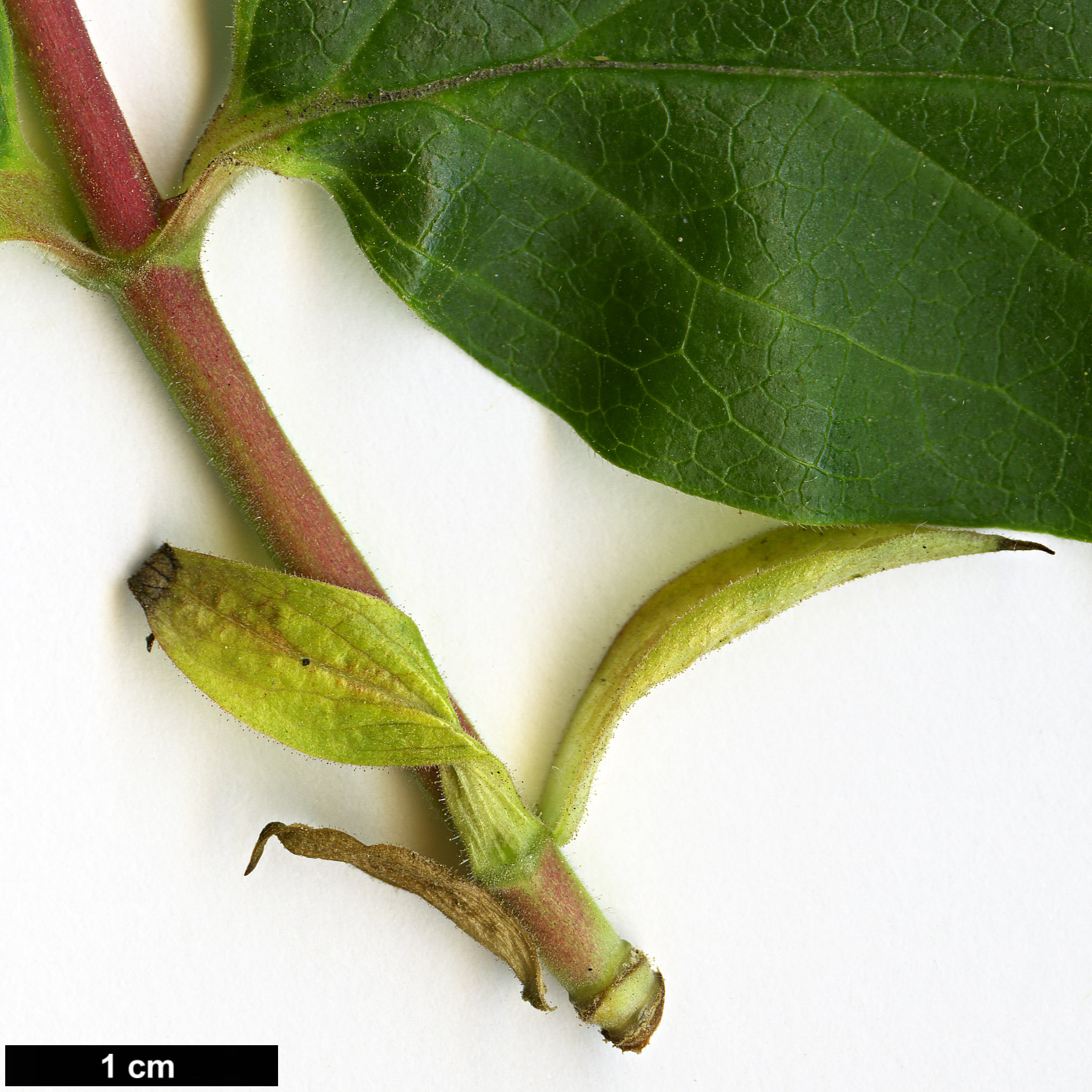 High resolution image: Family: Caprifoliaceae - Genus: Dipelta - Taxon: floribunda