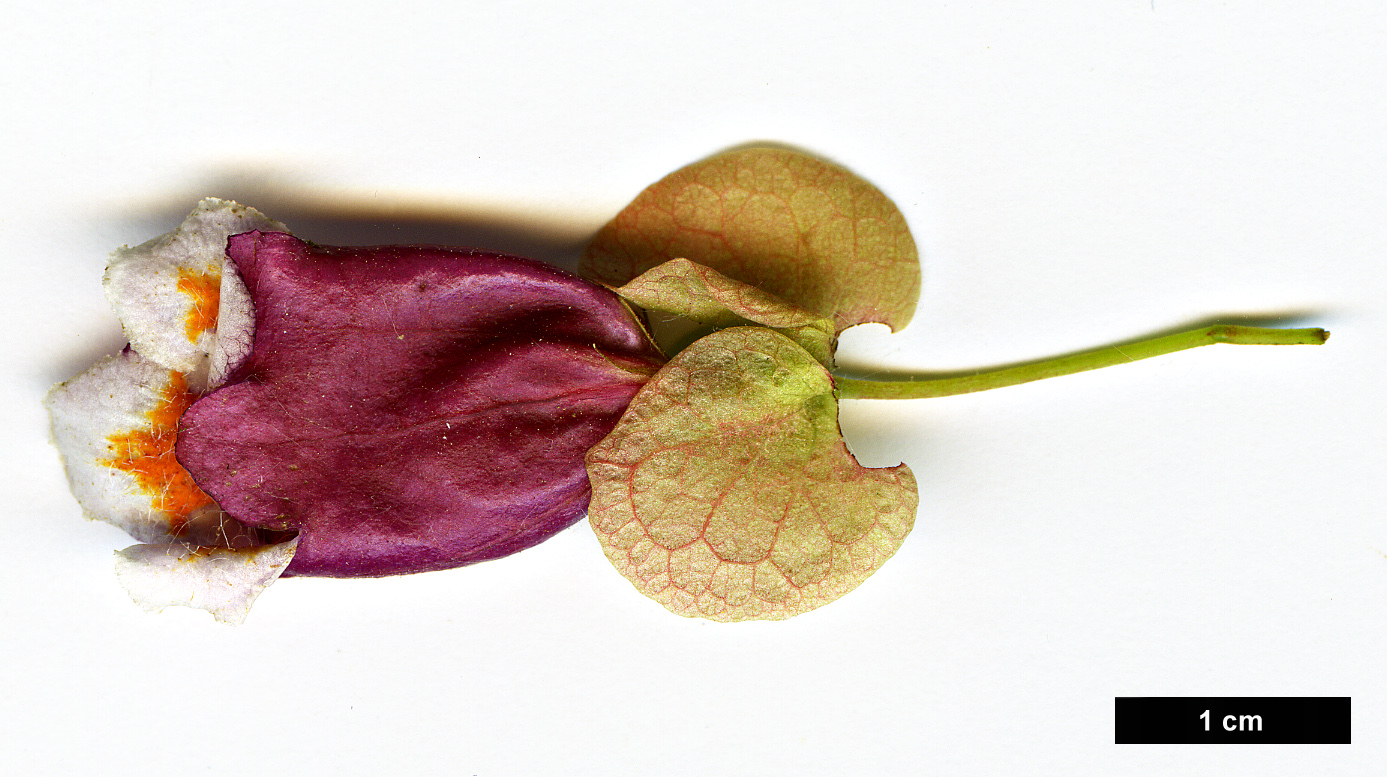 High resolution image: Family: Caprifoliaceae - Genus: Dipelta - Taxon: ventricosa