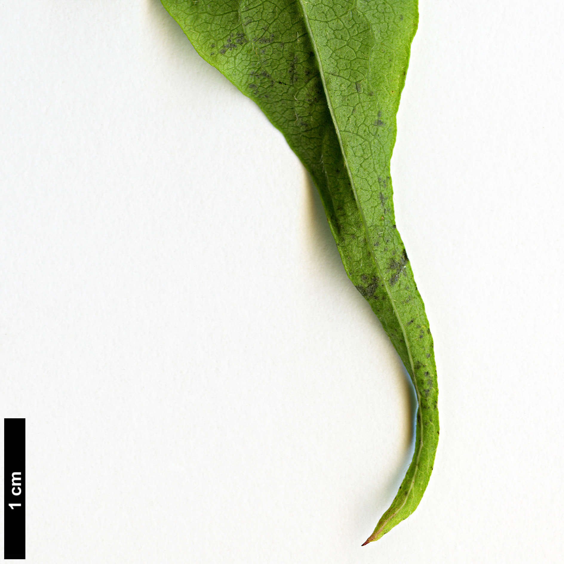 High resolution image: Family: Caprifoliaceae - Genus: Heptacodium - Taxon: miconioides