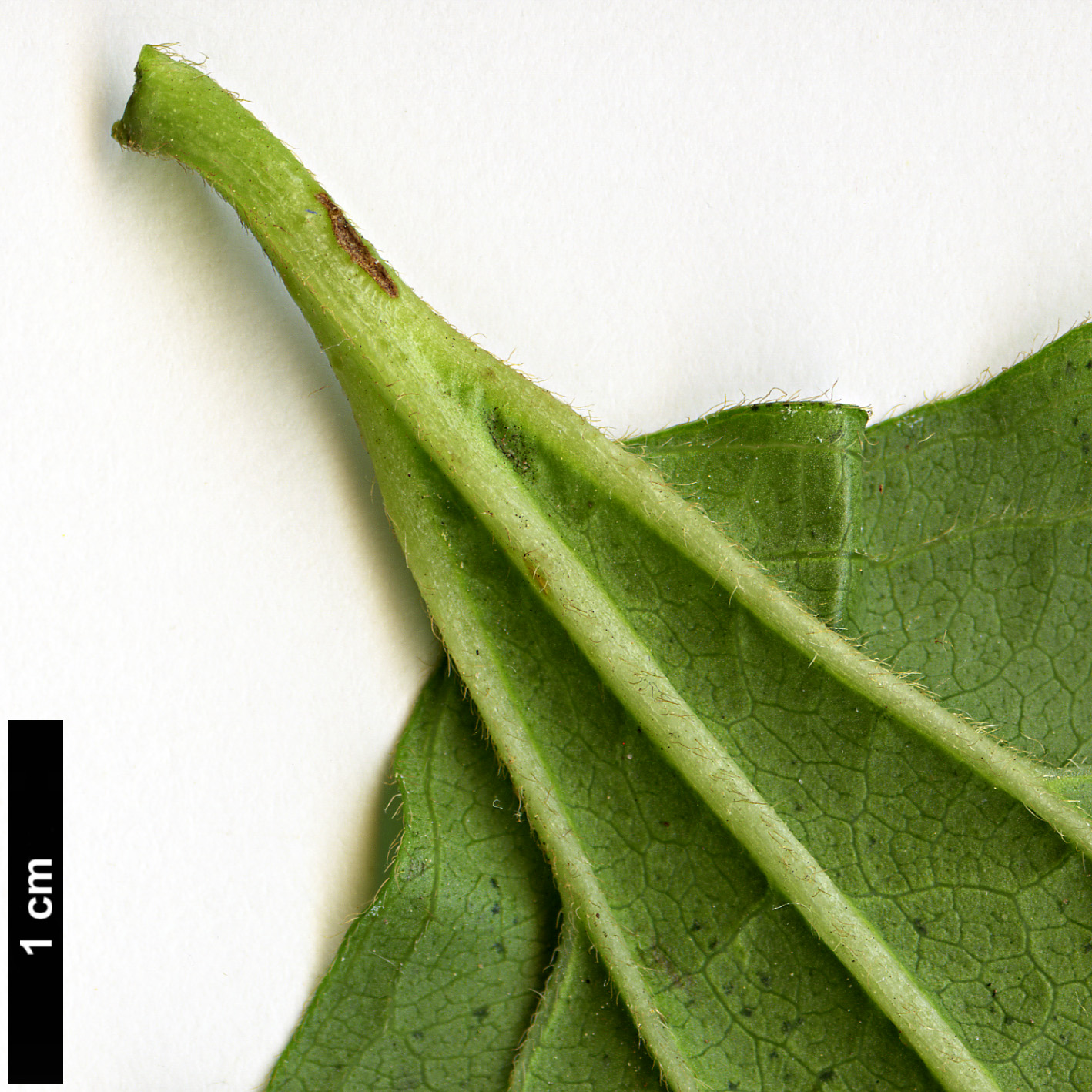 High resolution image: Family: Caprifoliaceae - Genus: Heptacodium - Taxon: miconioides