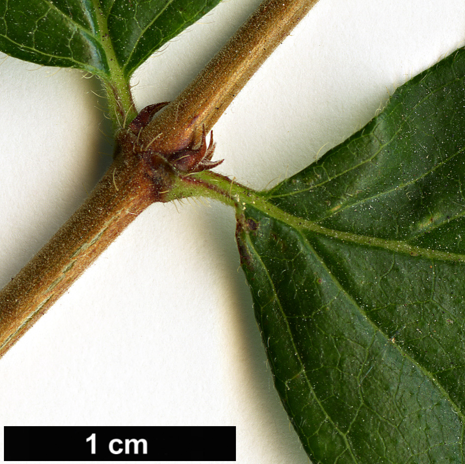 High resolution image: Family: Caprifoliaceae - Genus: Kolkwitzia - Taxon: amabilis