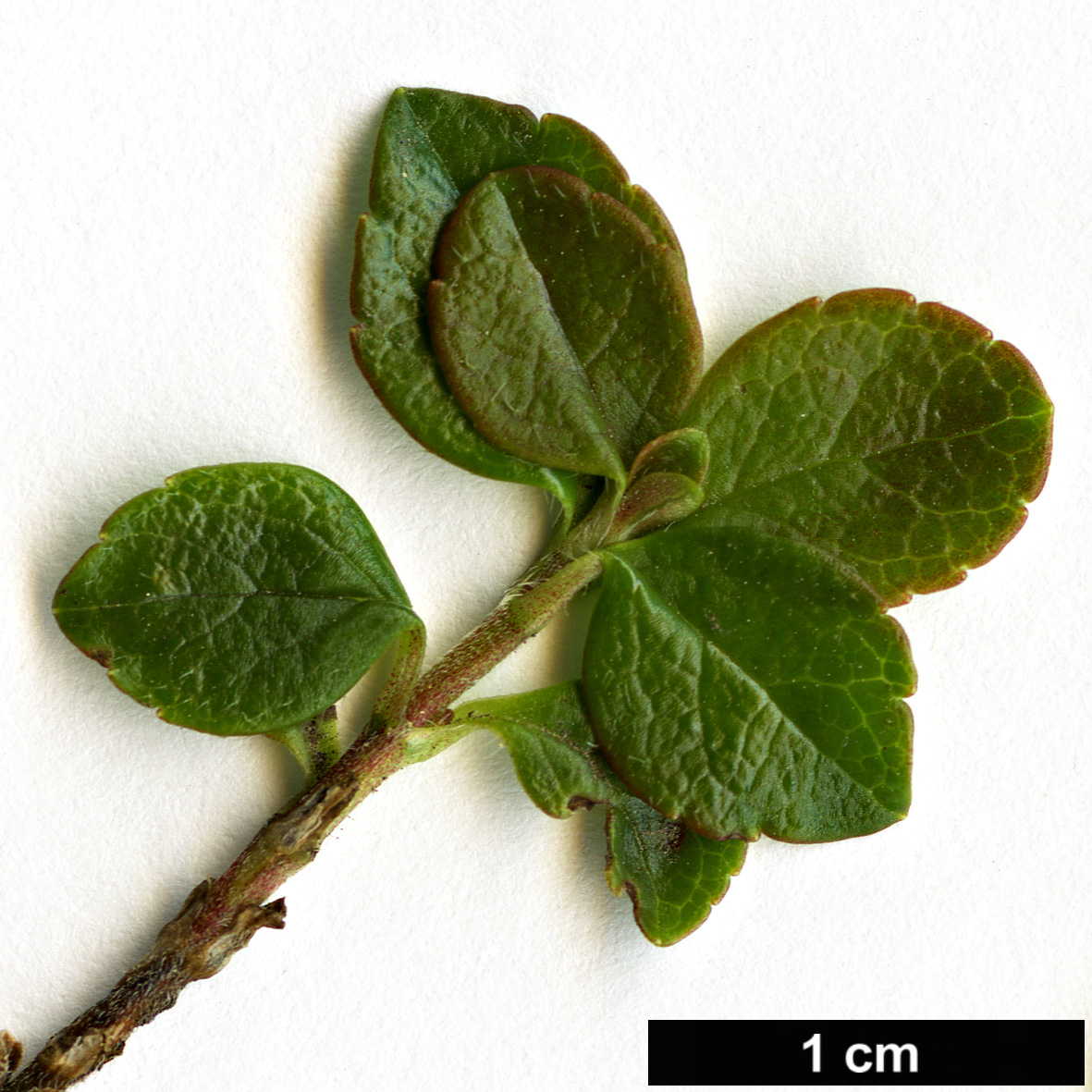 High resolution image: Family: Caprifoliaceae - Genus: Linnaea - Taxon: borealis