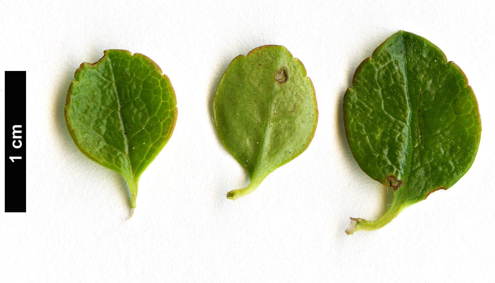 High resolution image: Family: Caprifoliaceae - Genus: Linnaea - Taxon: borealis