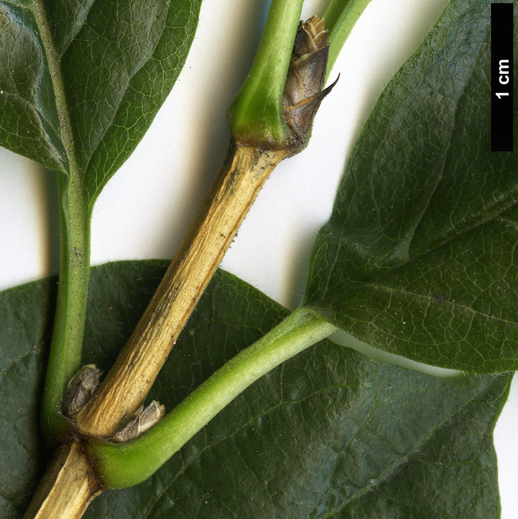 High resolution image: Family: Caprifoliaceae - Genus: Lonicera - Taxon: alpigena